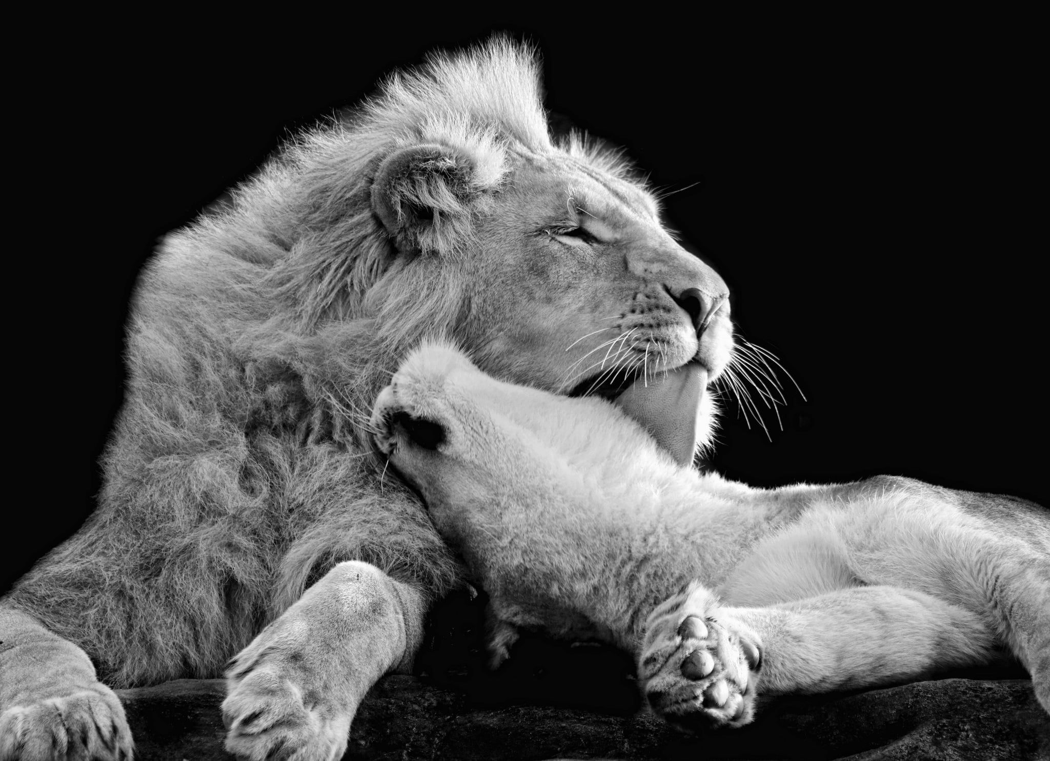 Lion Love Wallpapers - Top Free Lion Love Backgrounds - WallpaperAccess