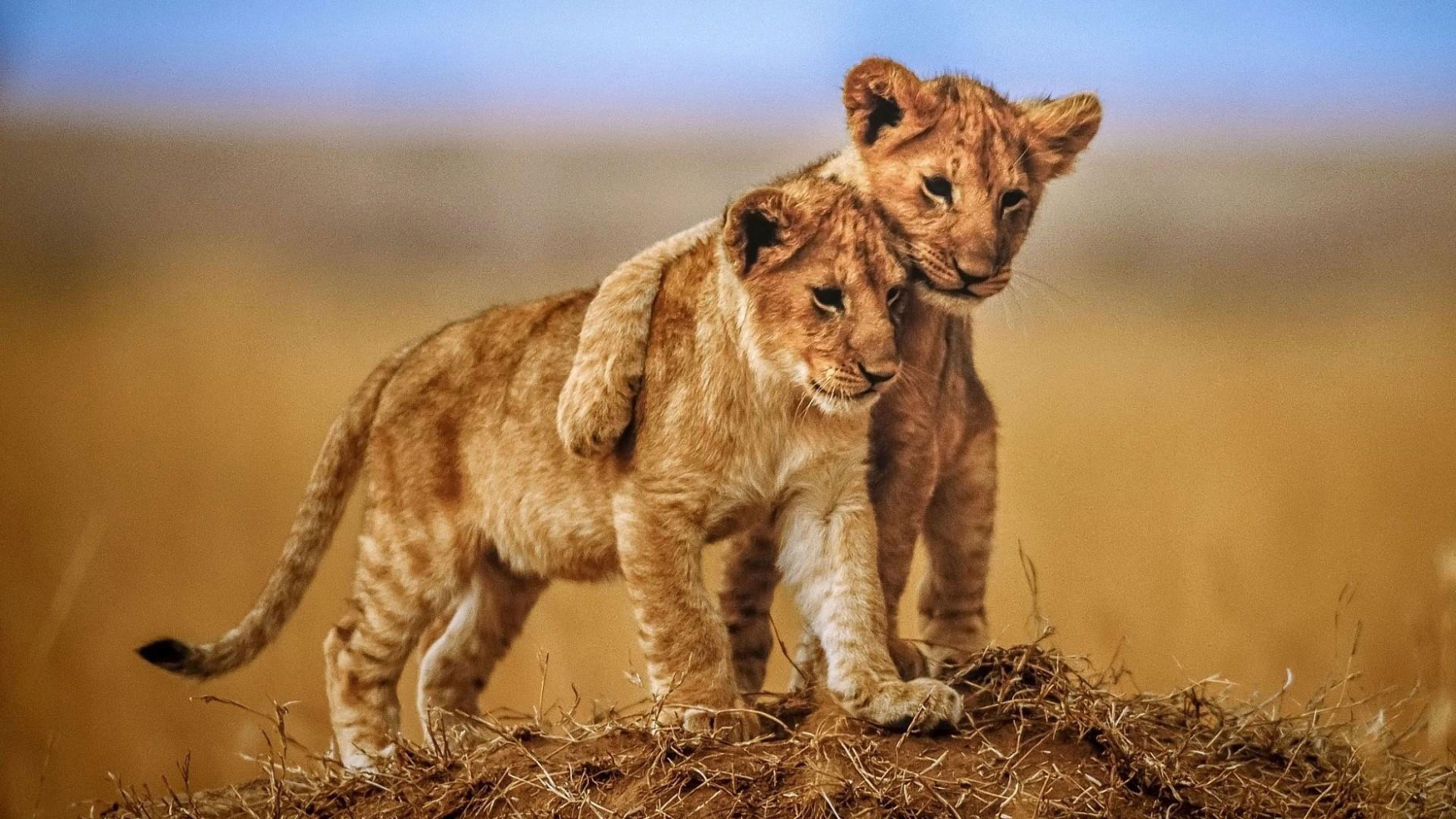 3840x2160 Wallpaper Brotherly Love Lion Cubs Photo Animals From Savanna