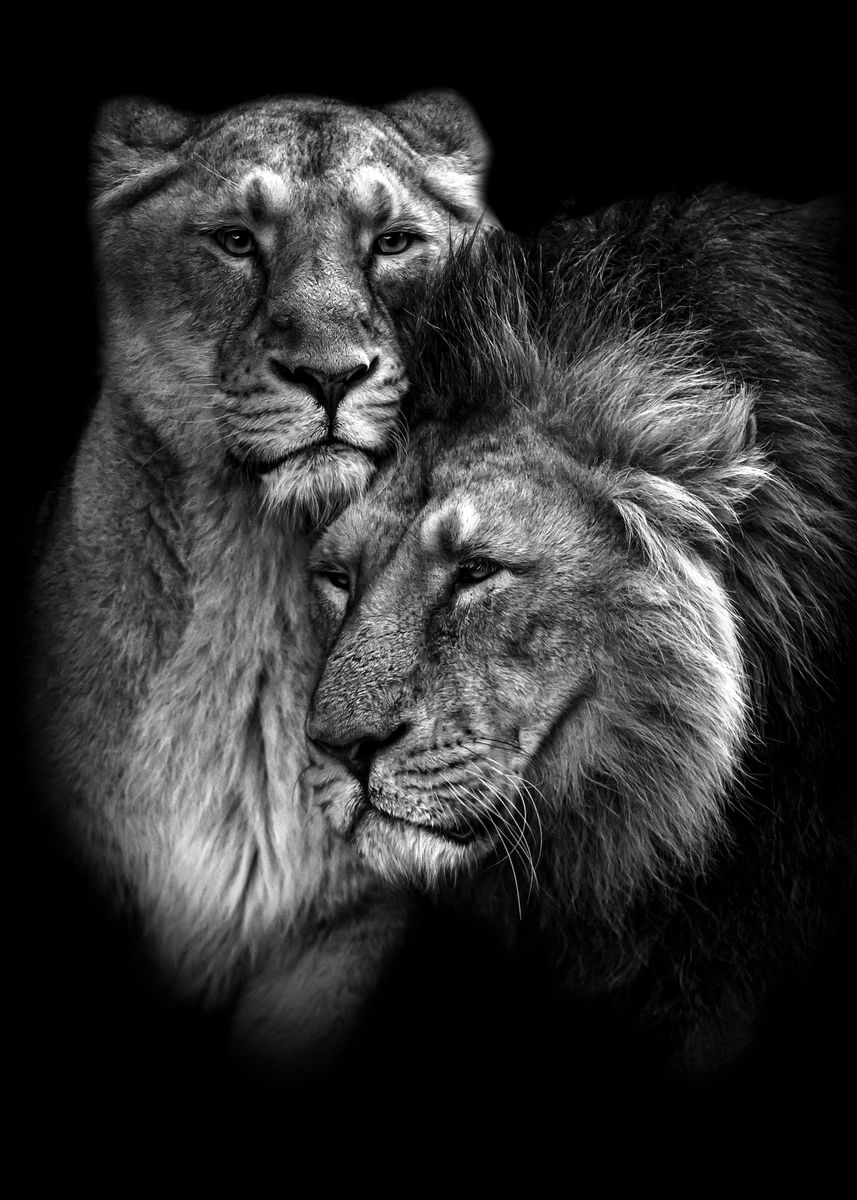 Lion Love Wallpapers - Top Free Lion Love Backgrounds - WallpaperAccess