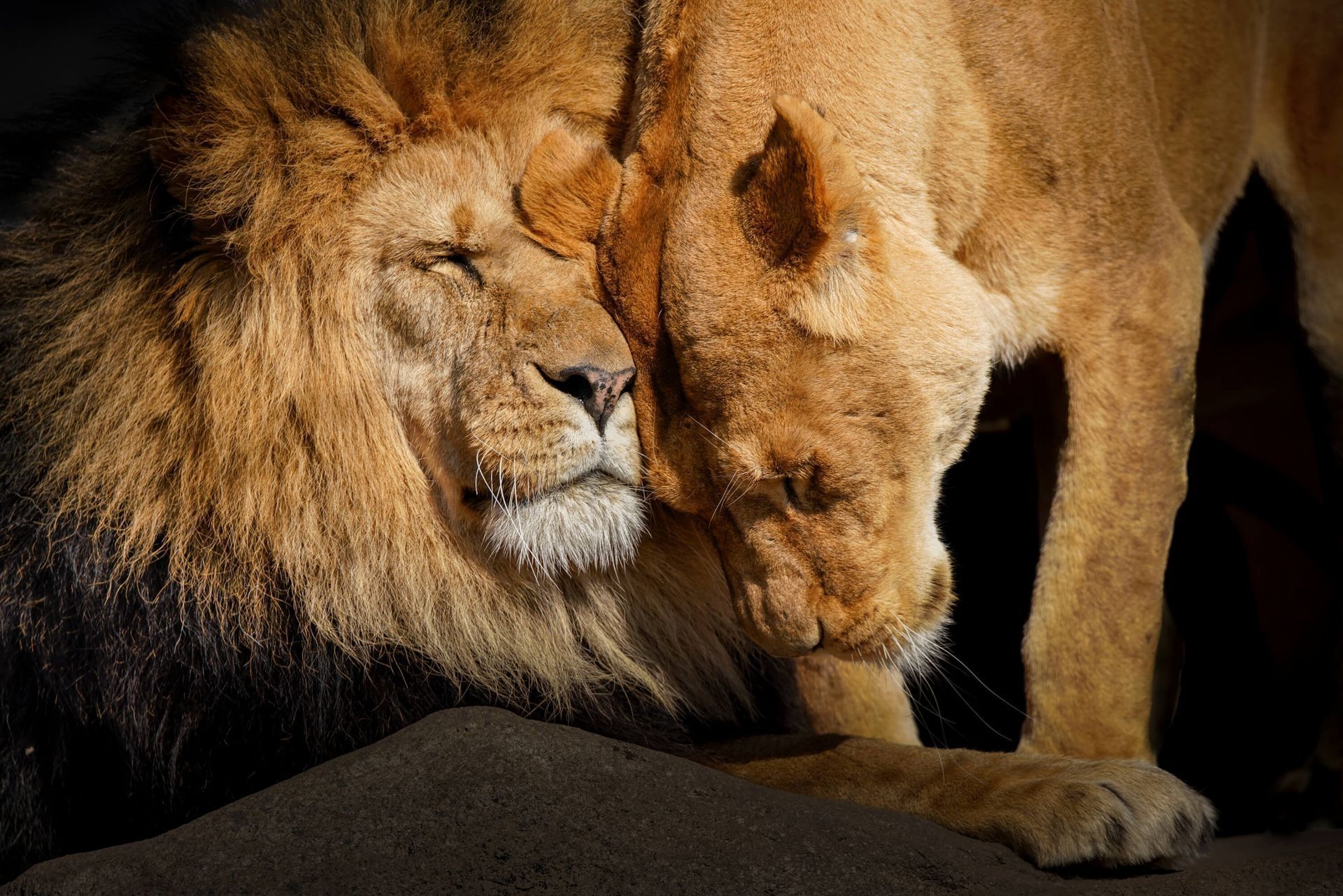 Lion Love Wallpapers - Top Free Lion Love Backgrounds - WallpaperAccess