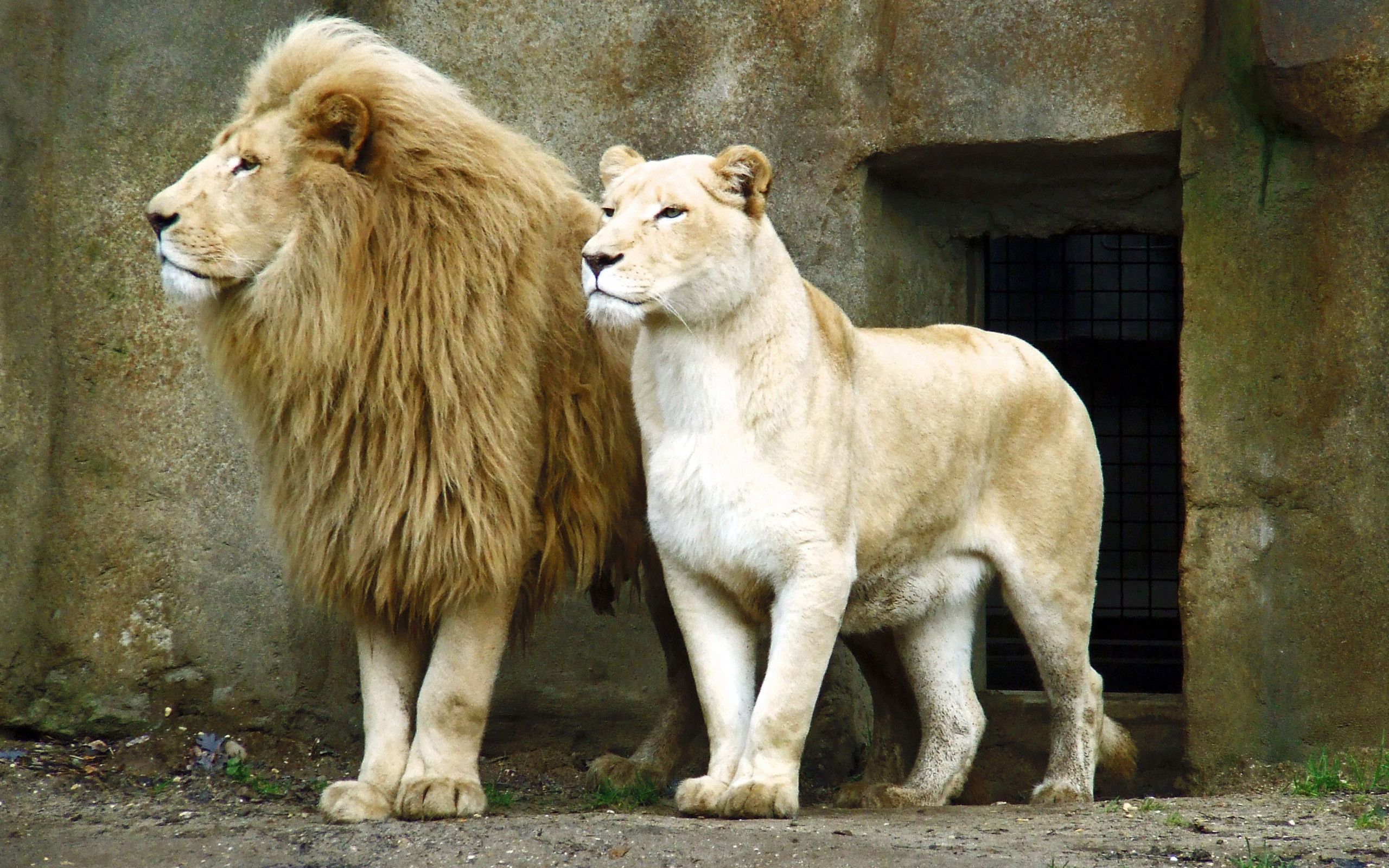 2560x1600 Lion Wallpaper Desktop. Female lion, Lion image, Male lion