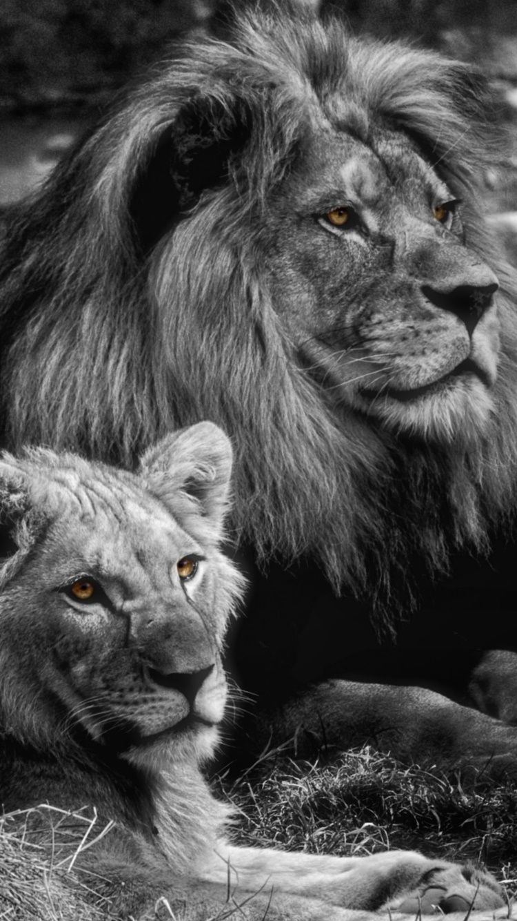 750x1334 Wallpaper / Animal Lion Phone Wallpaper, Black and White, Love, 750x1334 free download