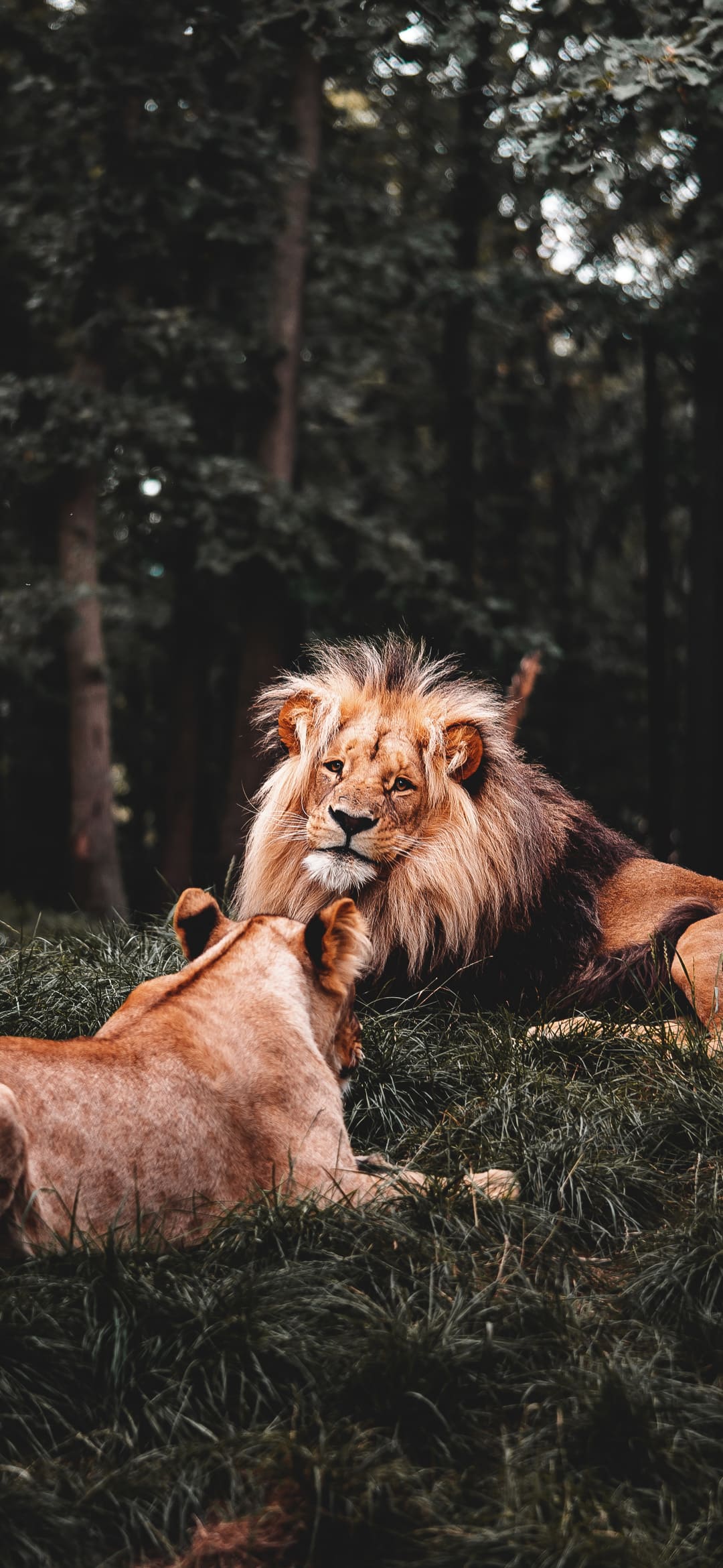 1080x2340 Lion Wallpaper Lion Background Image Download