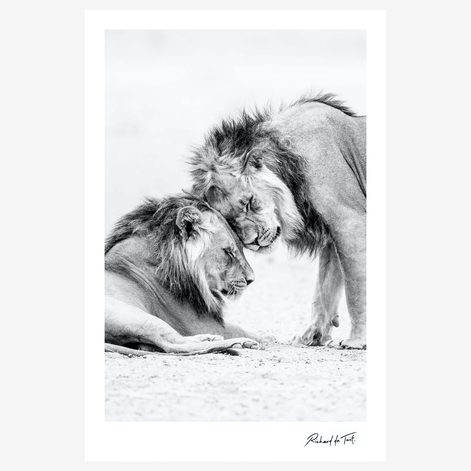 1500x1500 Loving Lions art print