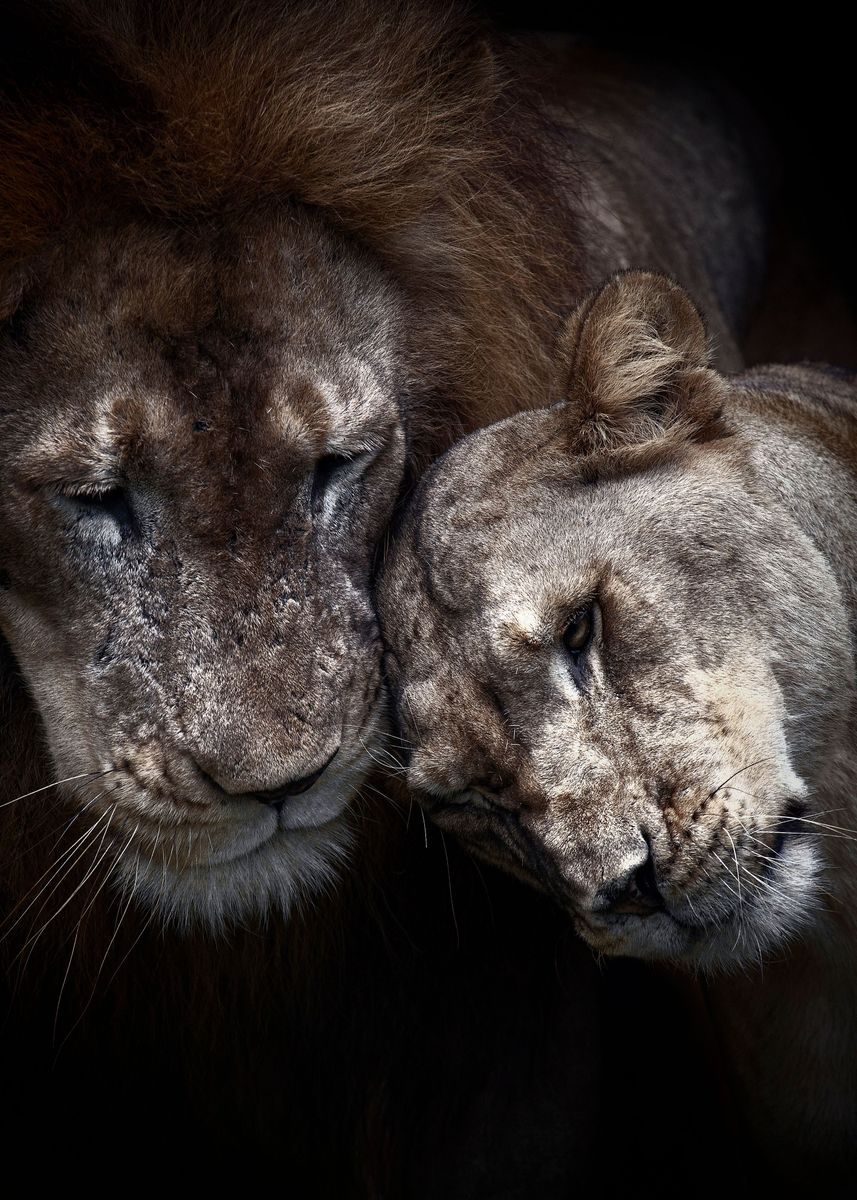 857x1200 lions black Love poster ' Poster