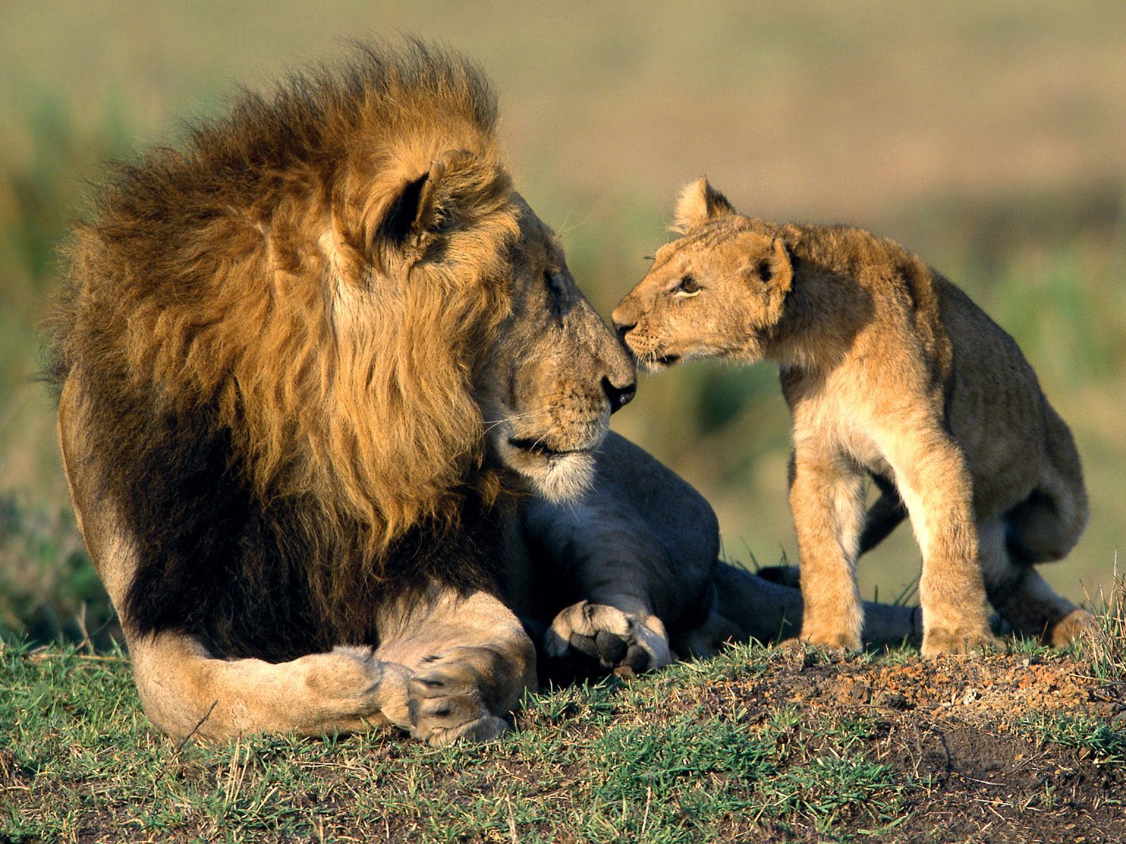 1600x1200 Free download os lion wallpaper lions wallpaper free wallpaper and screensavers [1600x1200] for your Desktop, Mobile & Tablet. Explore I Love Lucy Wallpaper. I Love Wallpaper, I Love