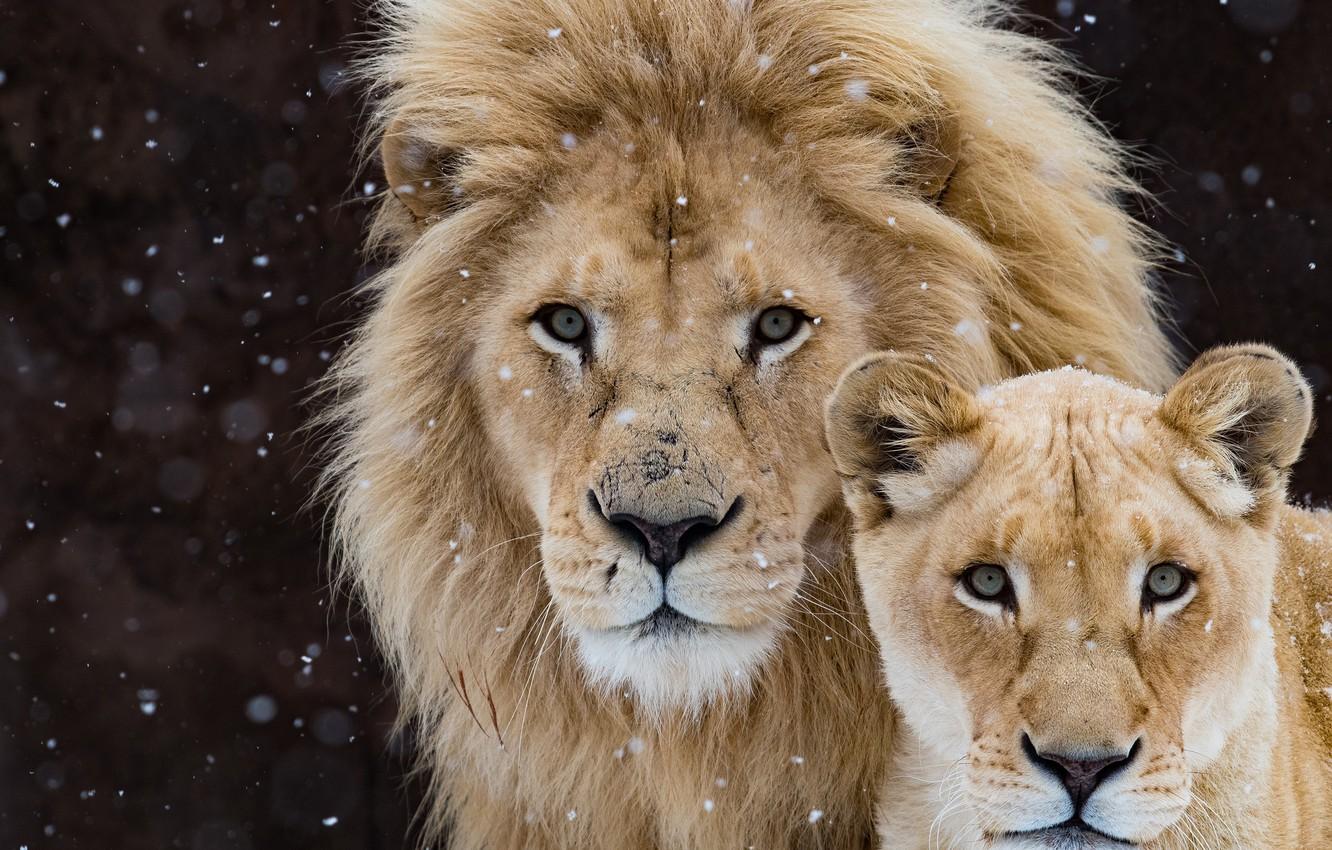 1332x850 Lion And Lioness Wallpaper