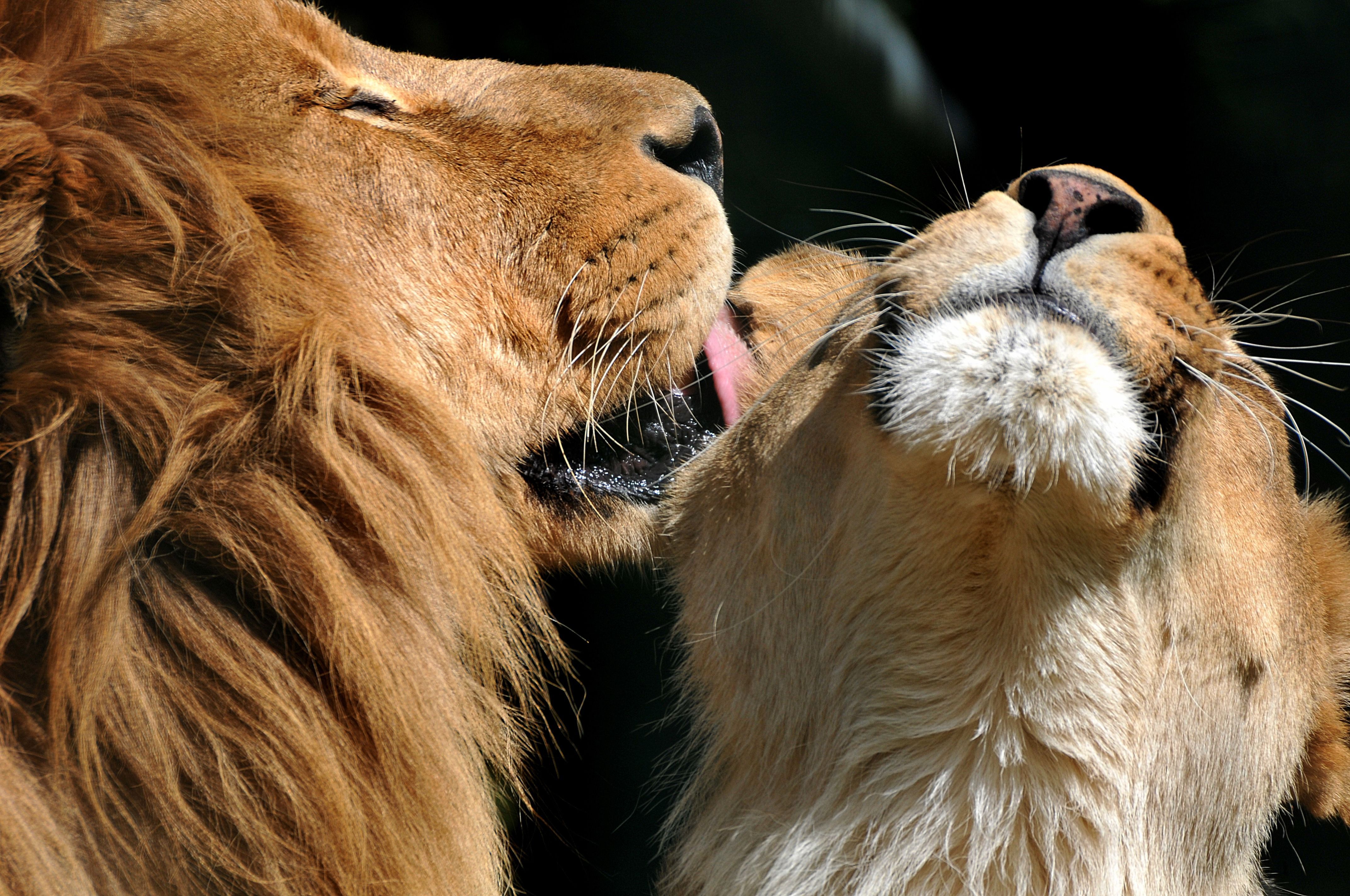 4288x2848 Animal Lion 4k Ultra HD Wallpaper