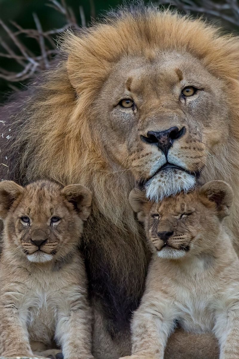 800x1200 Download Wallpaper 800x1200 Lion, Lioness, Young, Family, Predators Iphone 4s 4 For Parallax HD Background
