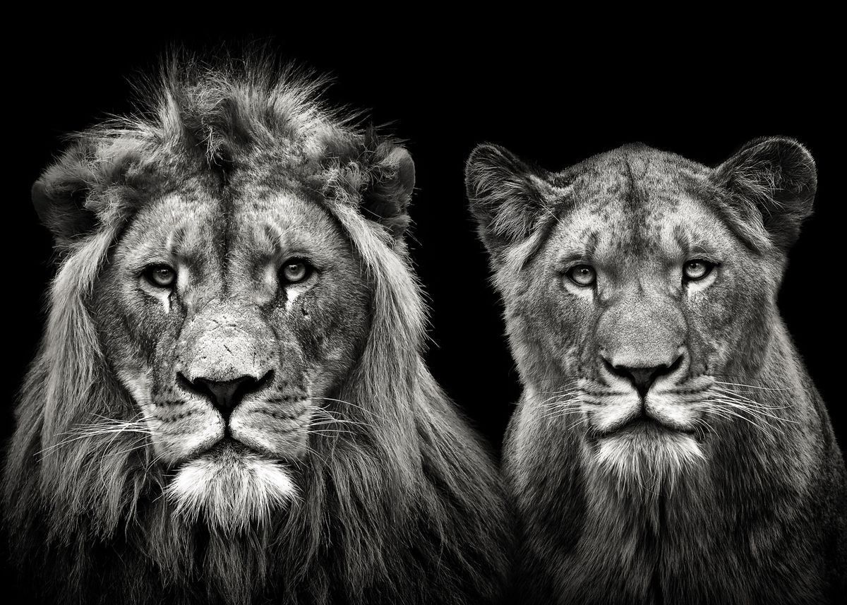 1200x857 lions love ' Poster
