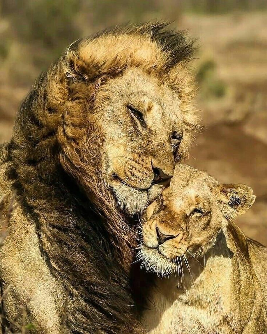 Lion Love Wallpapers - Top Free Lion Love Backgrounds - WallpaperAccess