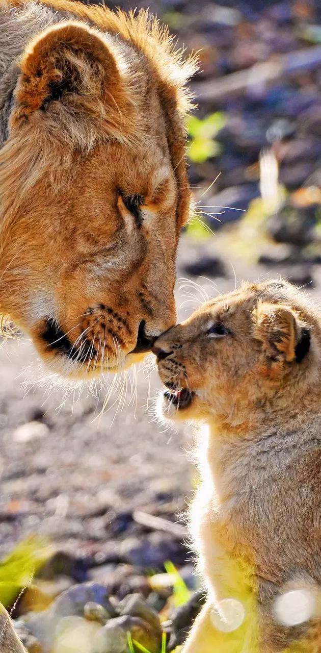 630x1280 Lion love wallpaper