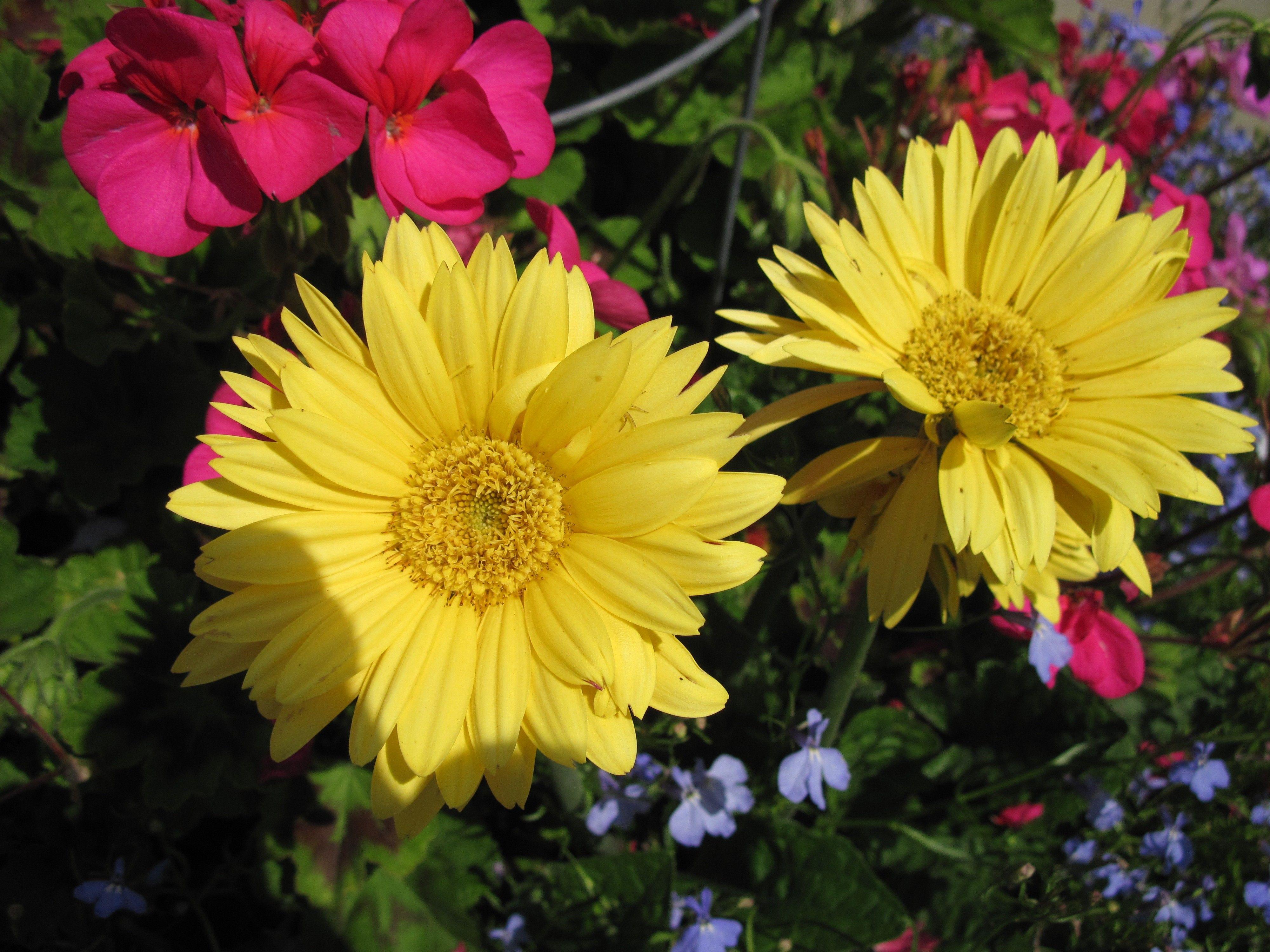 4000x3000 Flowers: Red Town Gerbera Colorful Yellow Garden Photography Makeup