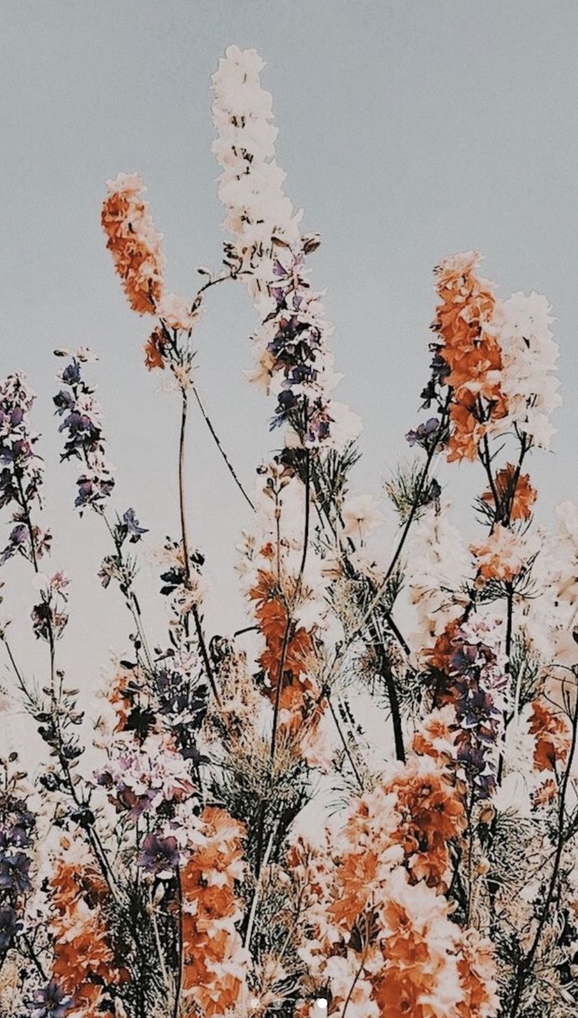 828x1457 Aesthetic Boho Wallpaper