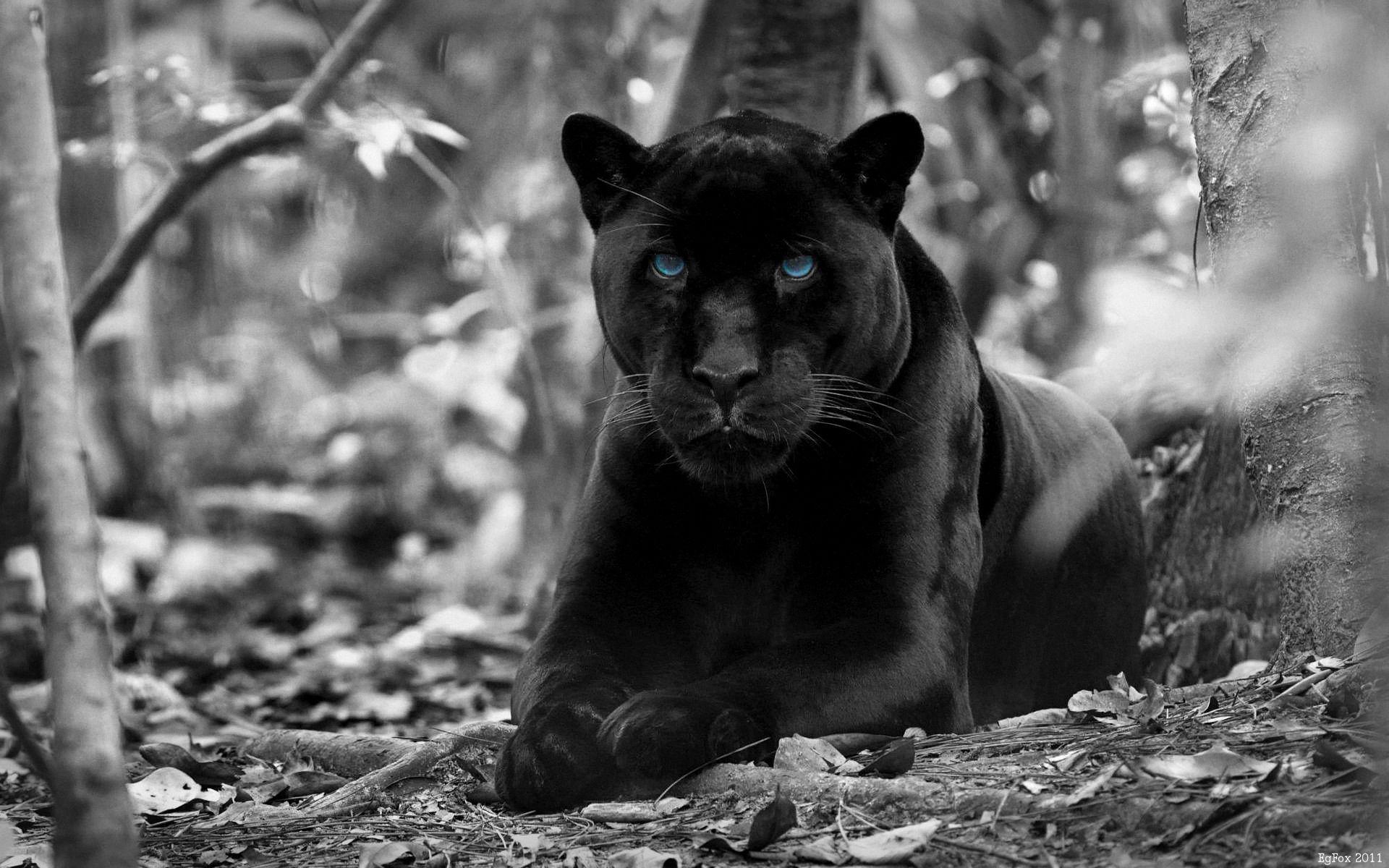 Angry Black Panther Animal Wallpapers - Top Free Angry Black Panther