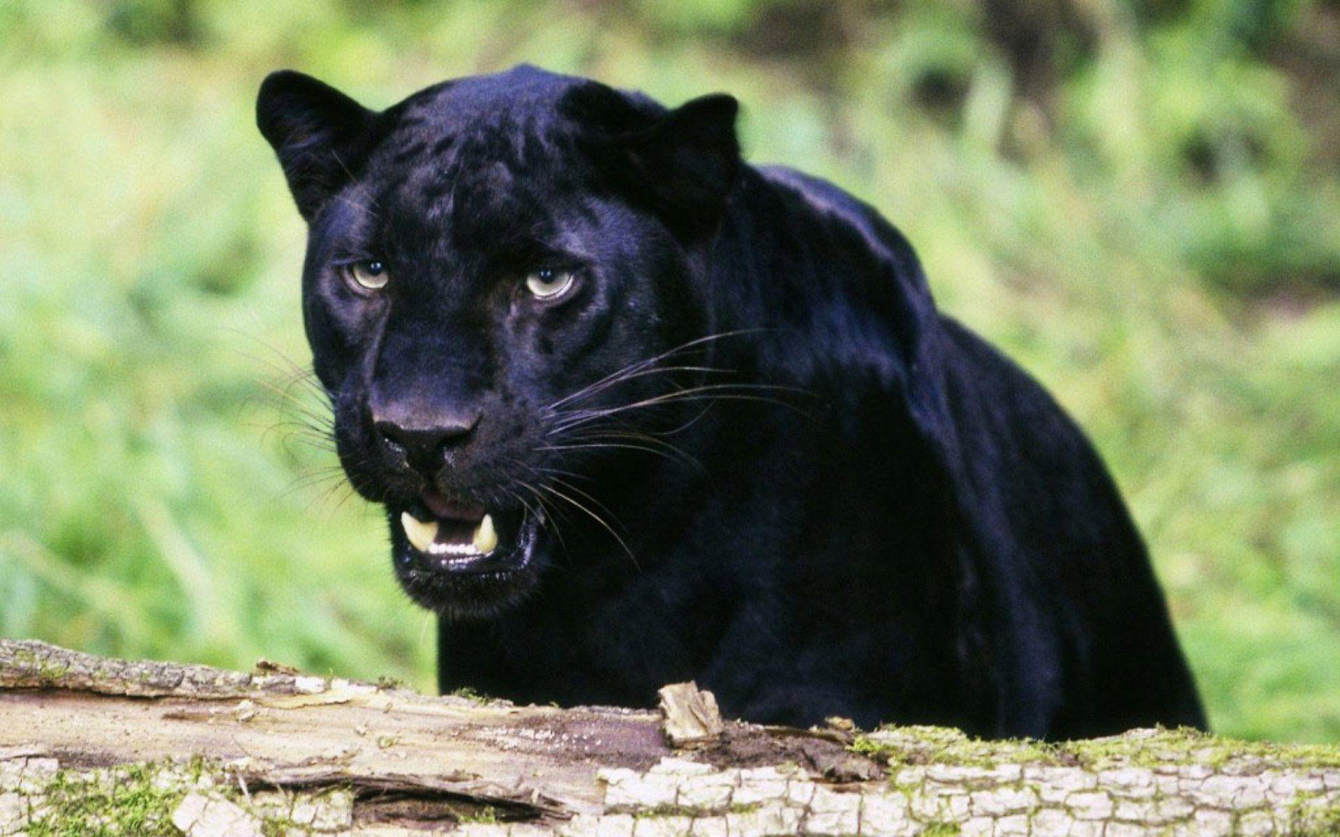 Angry Panther Stock Photos and Images - 123RF