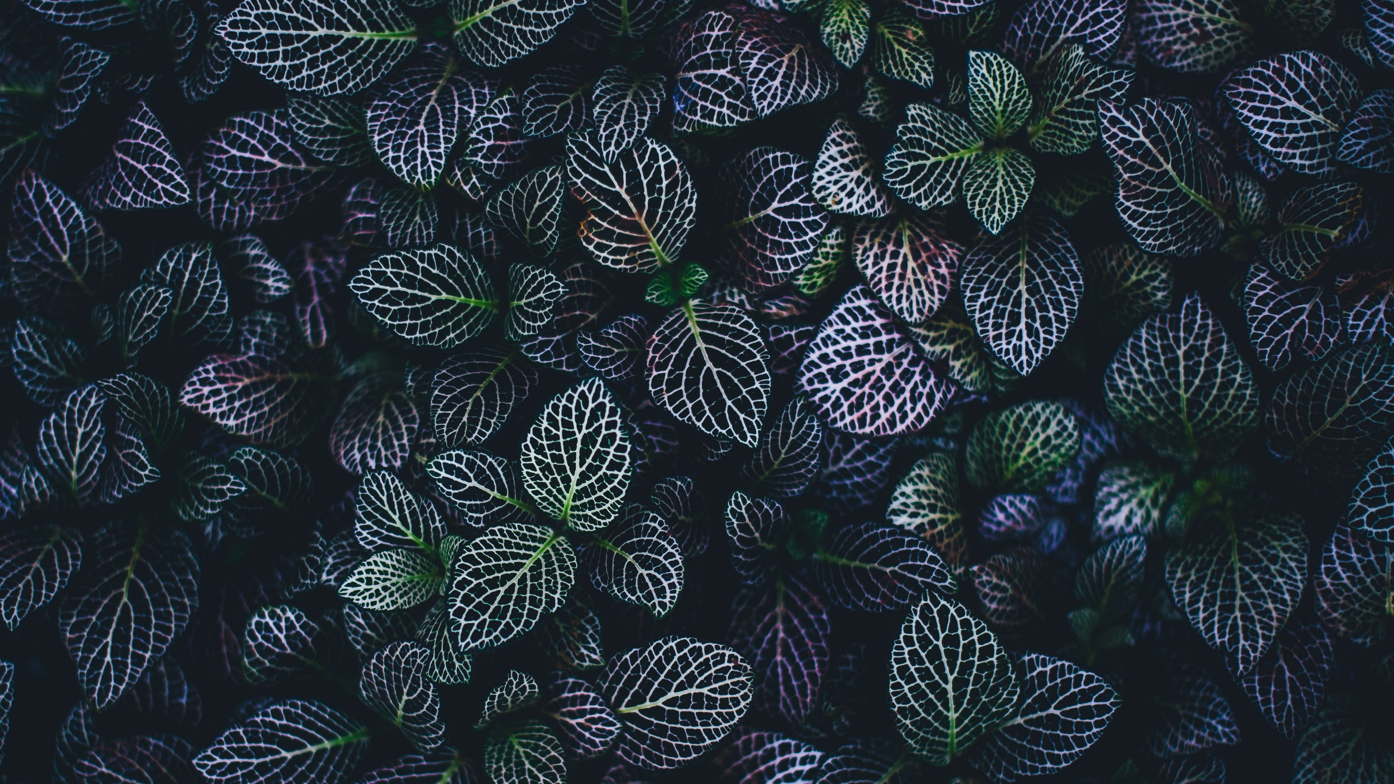 4480x2520 Leaves Wallpaper 4K, Plant, Botanical garden, Pattern
