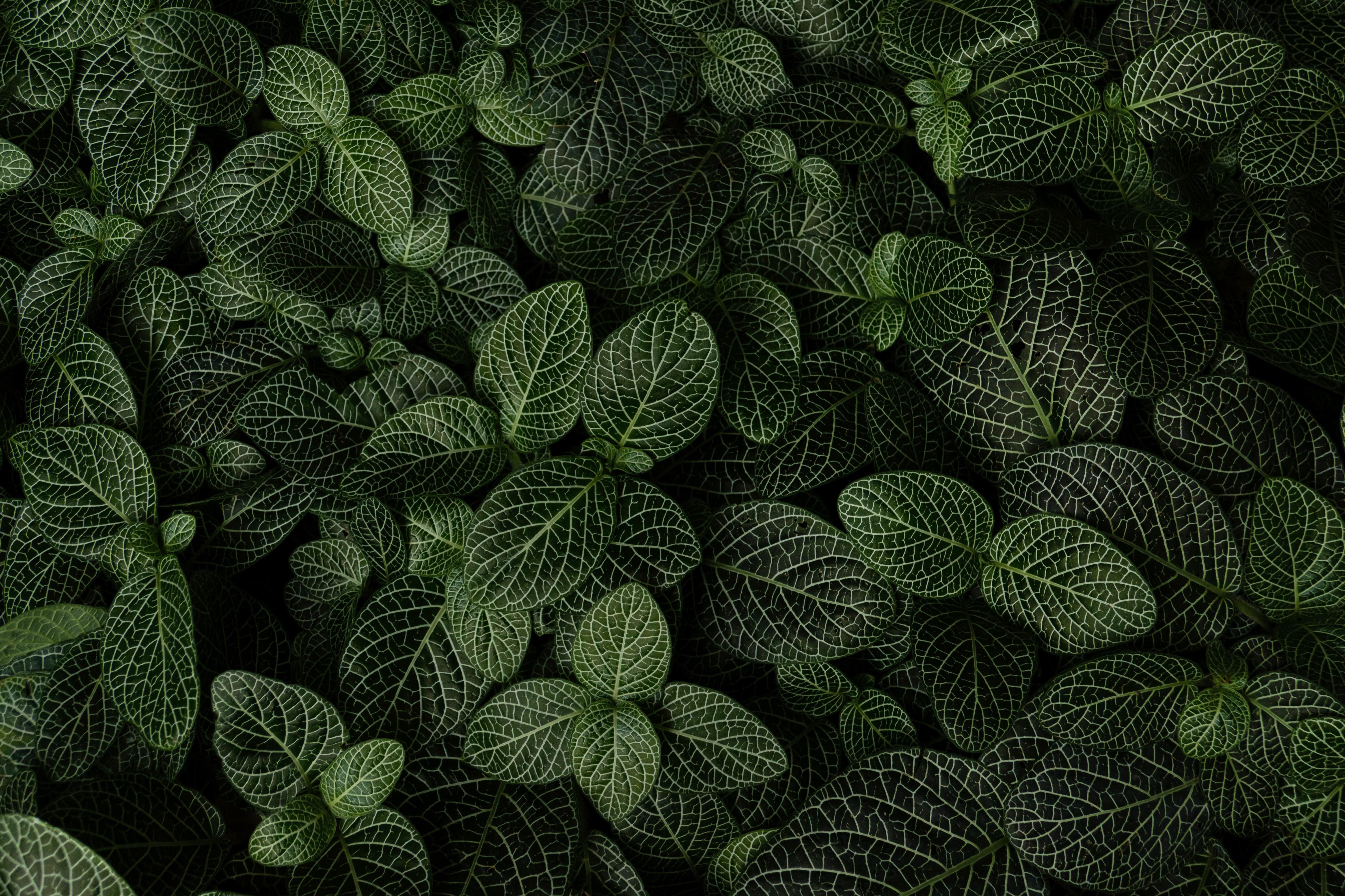 5248x3499 Nature Plant 4k Ultra HD Wallpaper