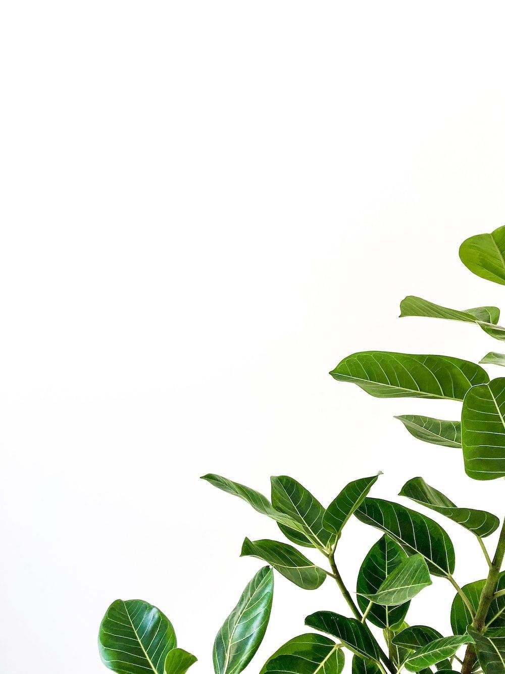 1000x1334 Plant Picture. Download Free Image