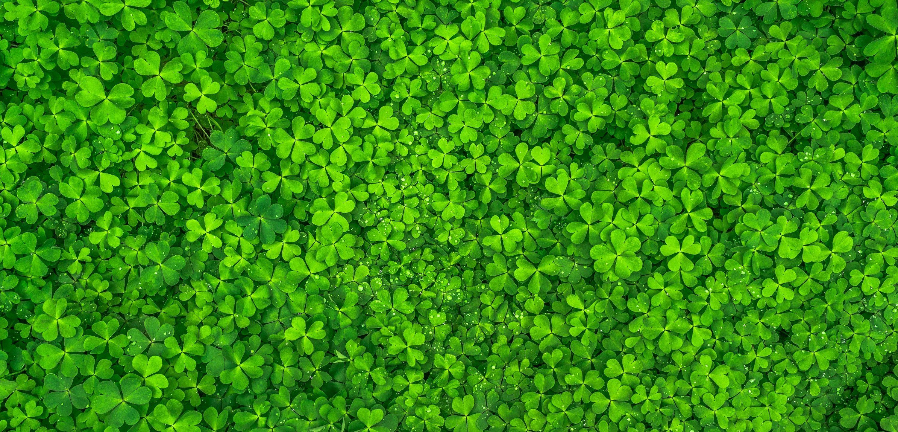 Green PC Wallpapers - Top Free Green PC Backgrounds - WallpaperAccess