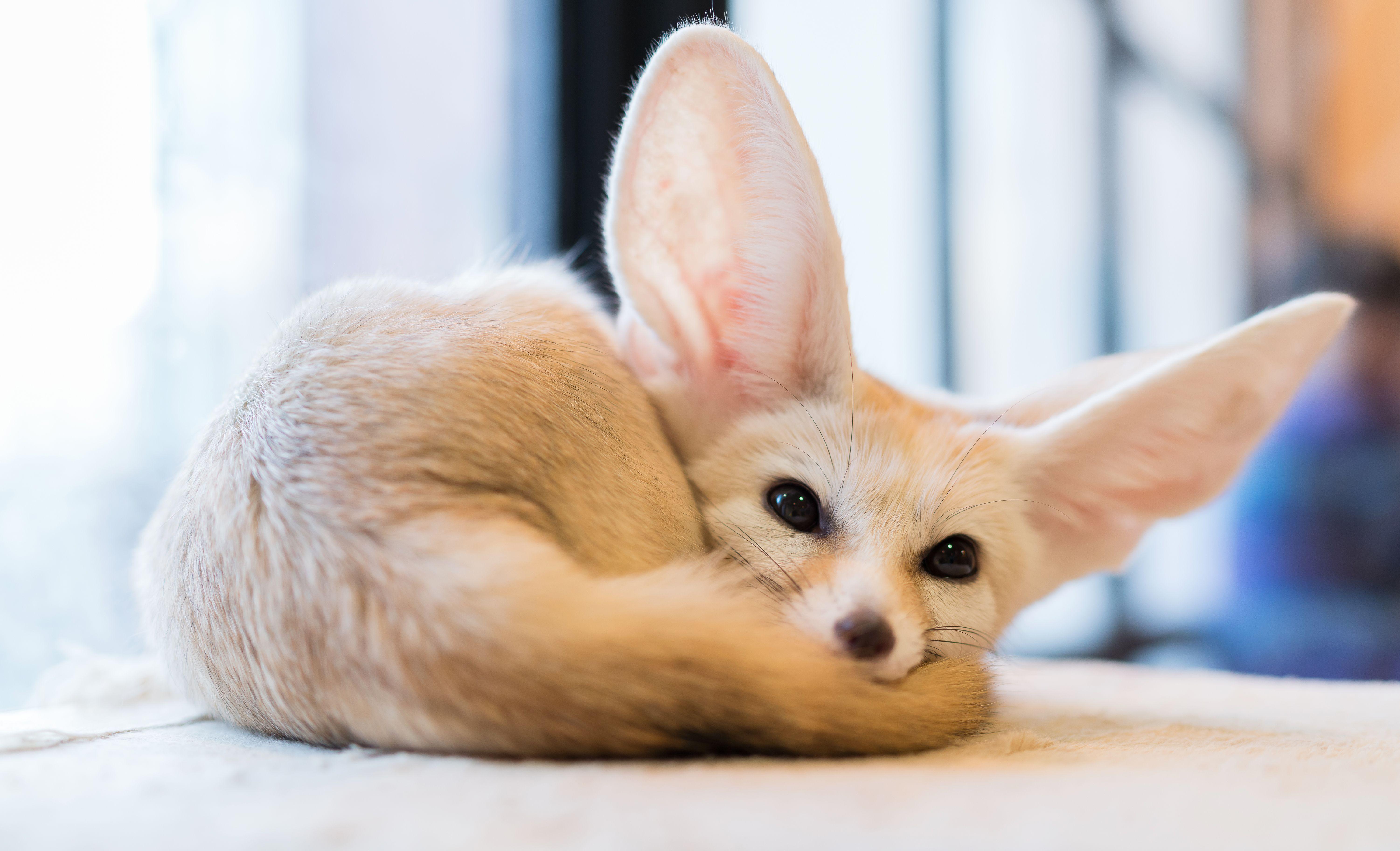 6003x3650 Fennec Fox HD Wallpaper and Background Image