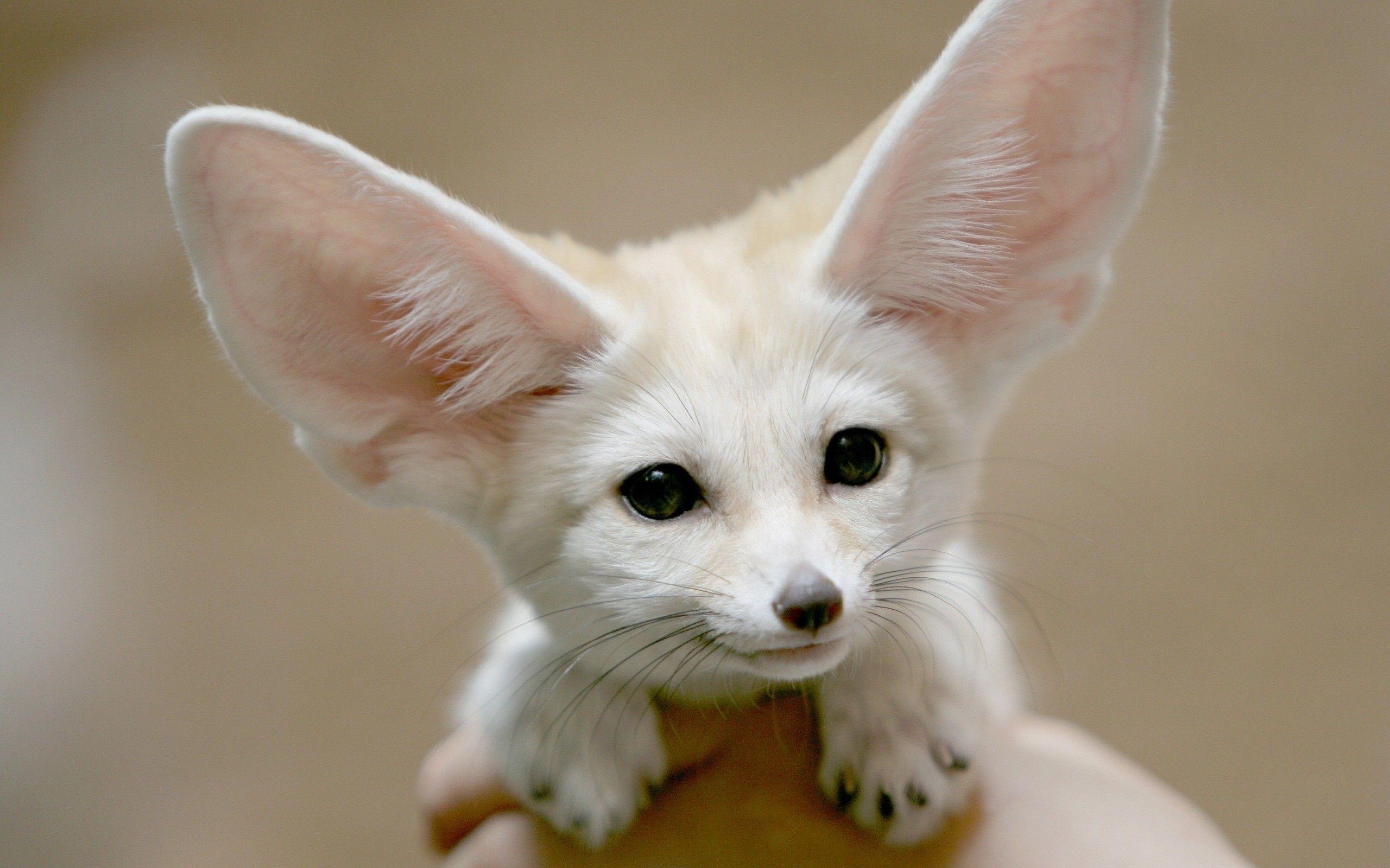 2560x1600 Animals African fennec fox wallpaperx1600
