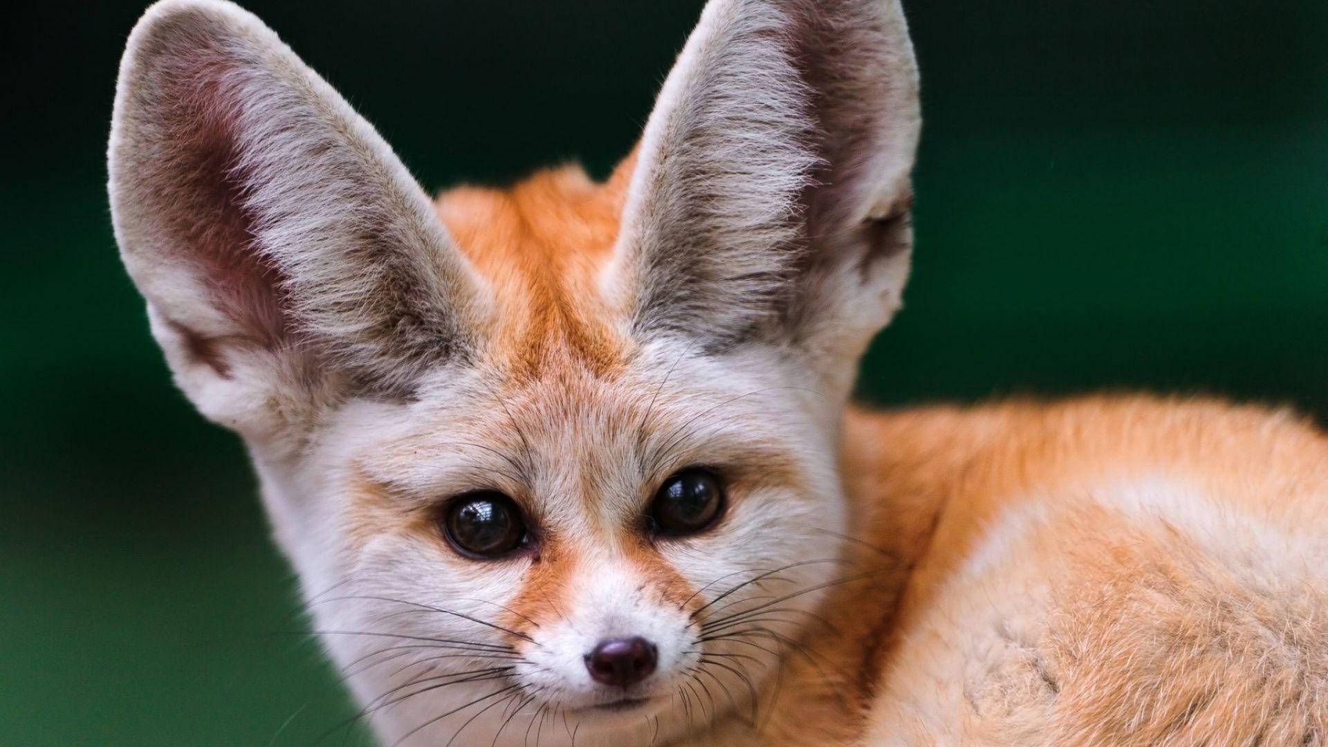 1920x1080 Download 1920x1080 Wallpaper Red Fox, Sahara, Terrestrial Animal