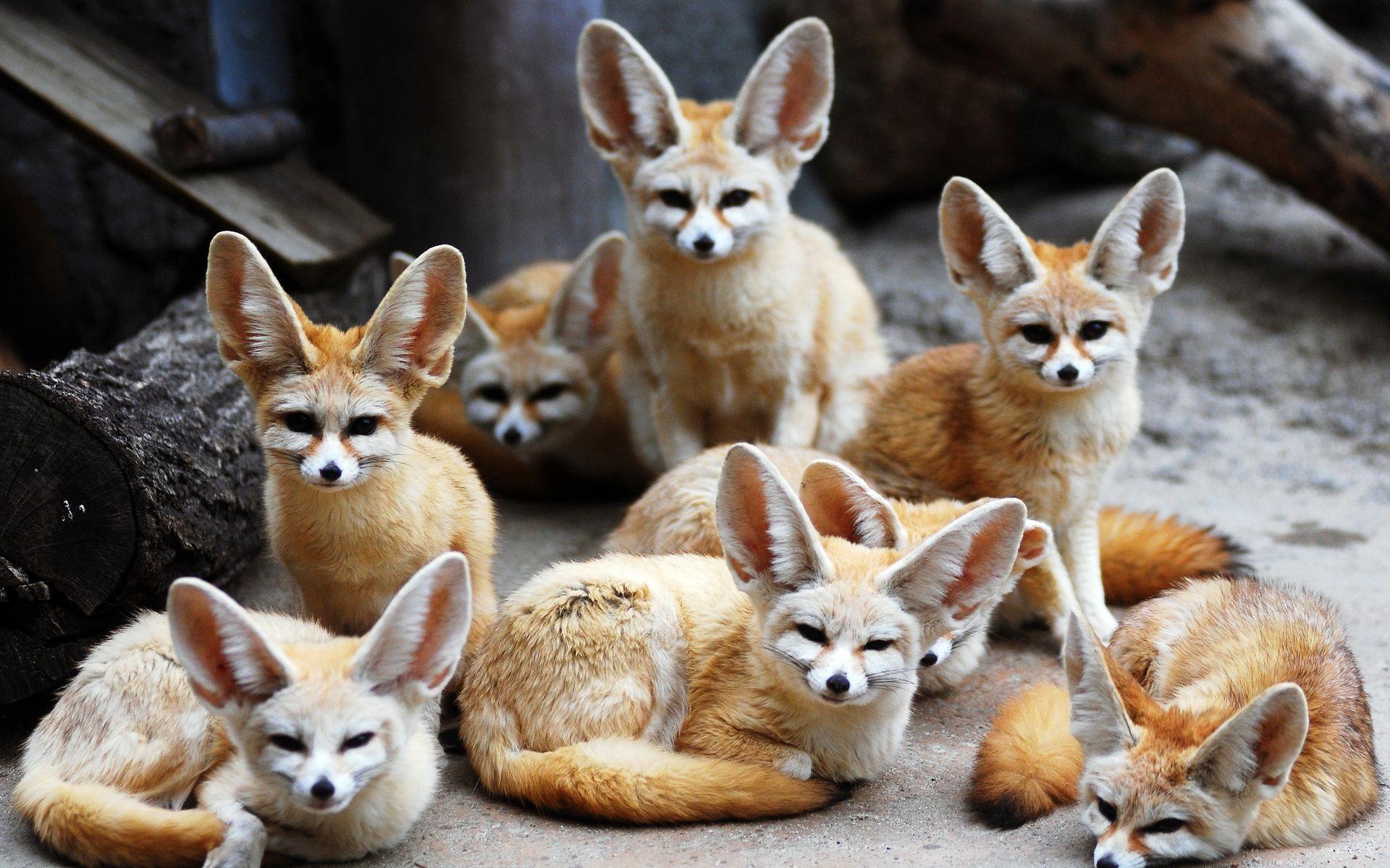 Fennec Fox Animal Wallpapers - Top Free Fennec Fox Animal Backgrounds ...