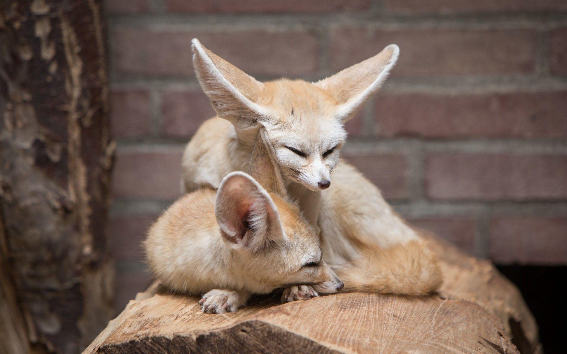 Fennec Fox San Diego Zoo Animals Plants