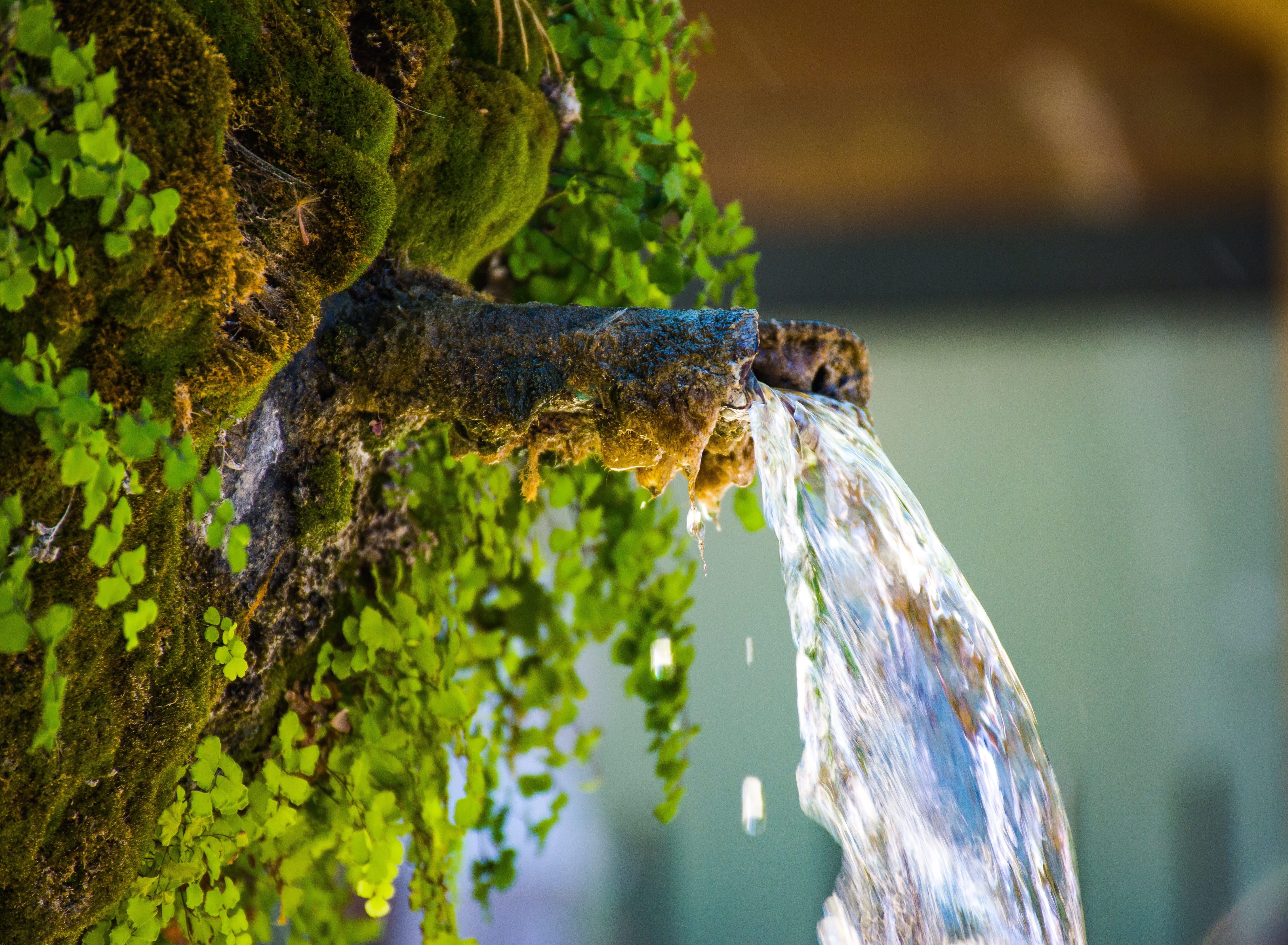 5406x3970 Wallpaper / Europe, Vacation Getaway, Aix En Provence, One Animal, Water, Nature, No People, Water Spout, Foliage, Close Up, Day, 5K, France, Invertebrate, Trunk Free Download