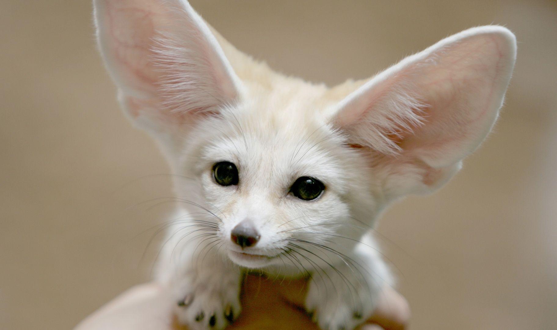 1824x1080 Fenic Fox Picture on Animal Picture Society
