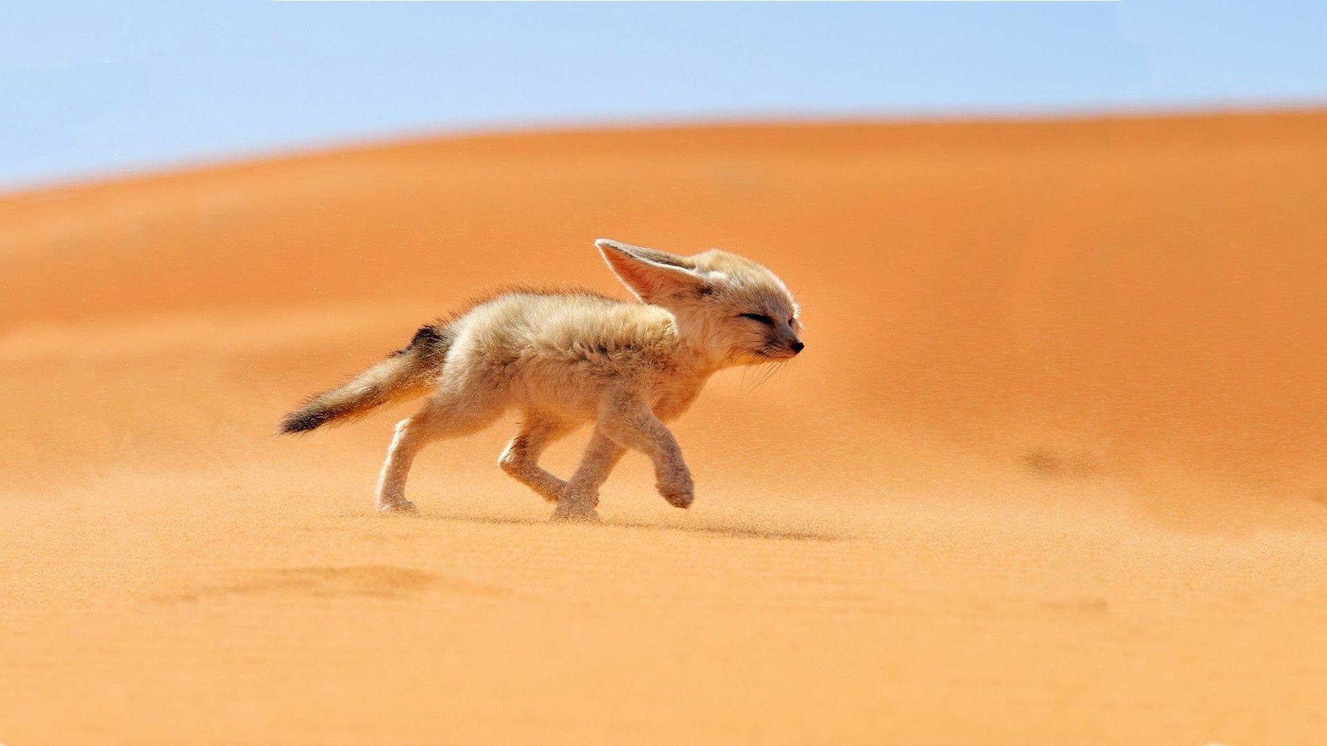 1920x1080 Fennec Fox Wallpaper Image