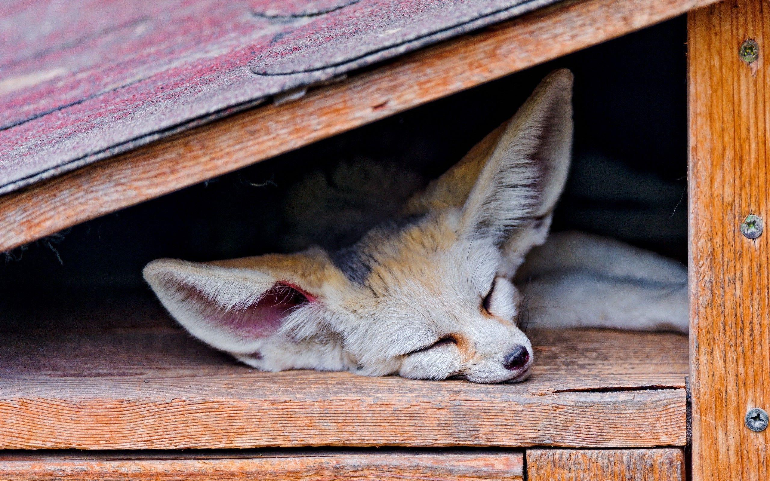 2560x1600 animals fox sleeping fennec wallpaper and background