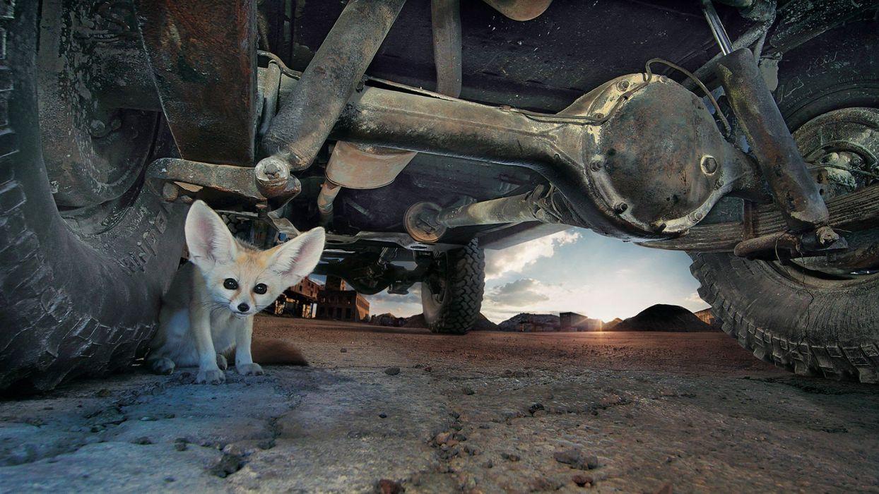 1244x700 Eyes cars animals deserts ground tires fennec fox ears wallpaper