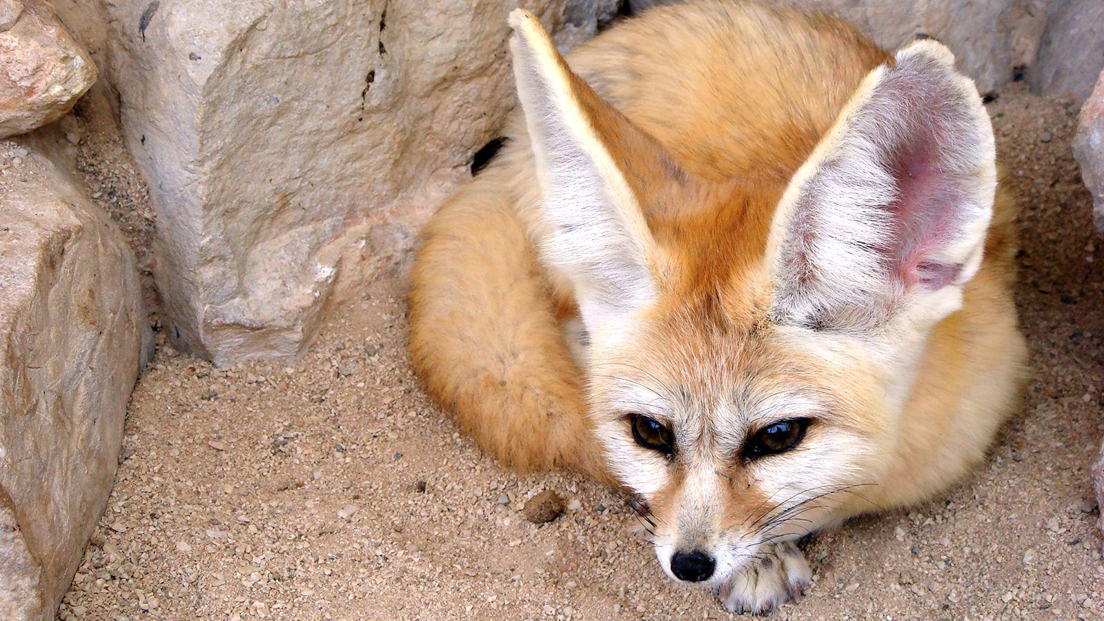 1600x900 Fennec Fox