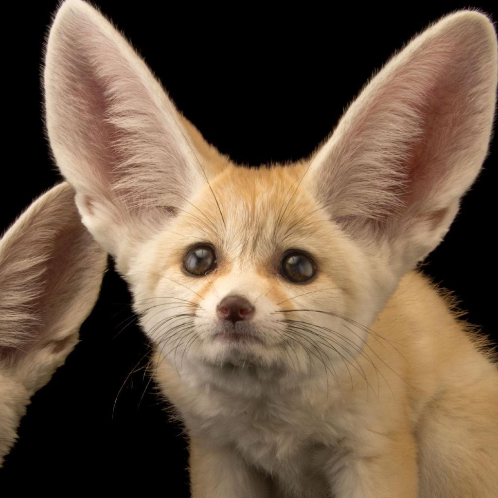 1024x1024 Wallpaper Blink Fox Wallpaper HD 10 X 2048