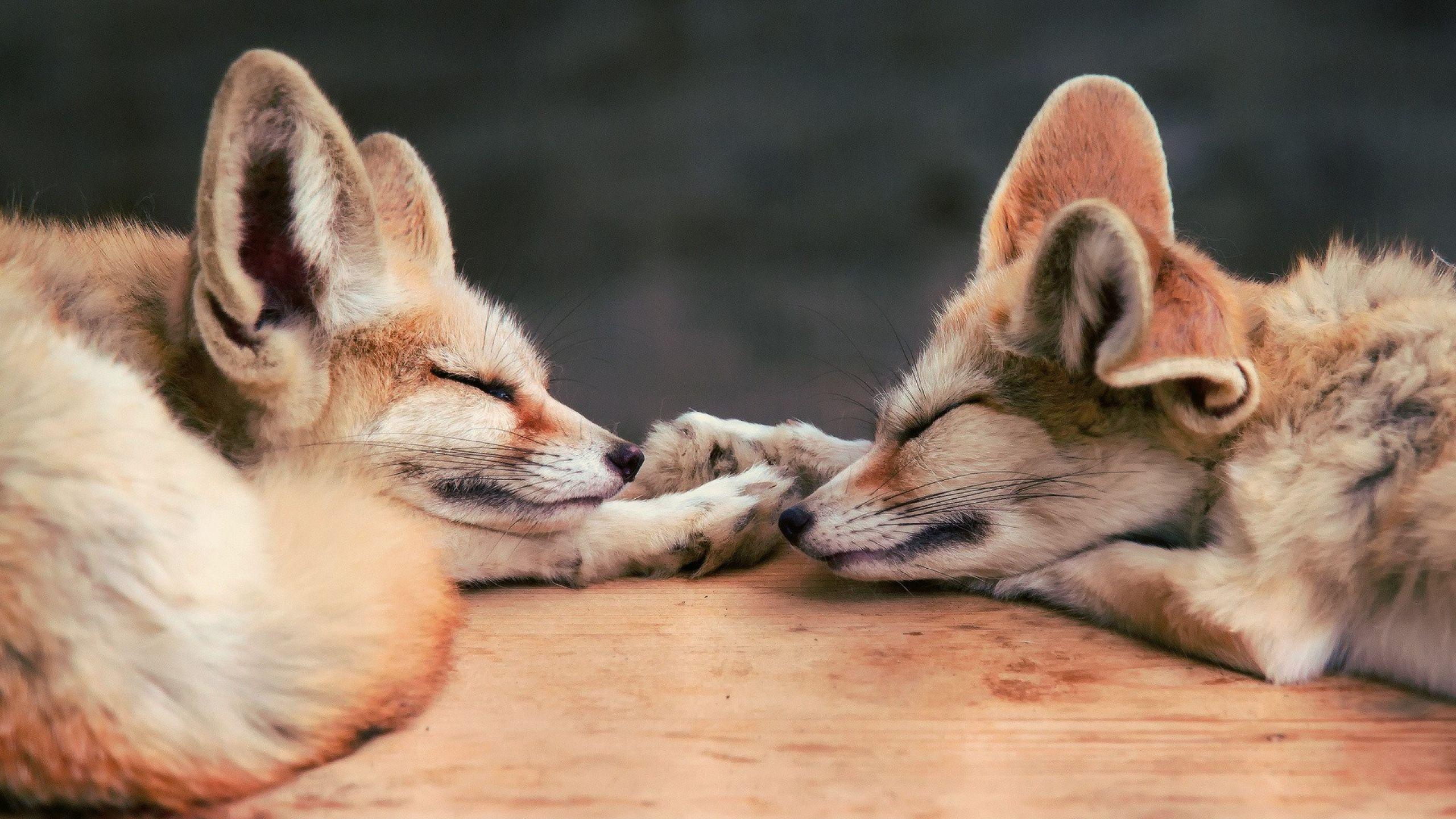 2560x1440 Excellent HD Fennec Fox Wallpaper. Baby animals, Animals, Fennec fox
