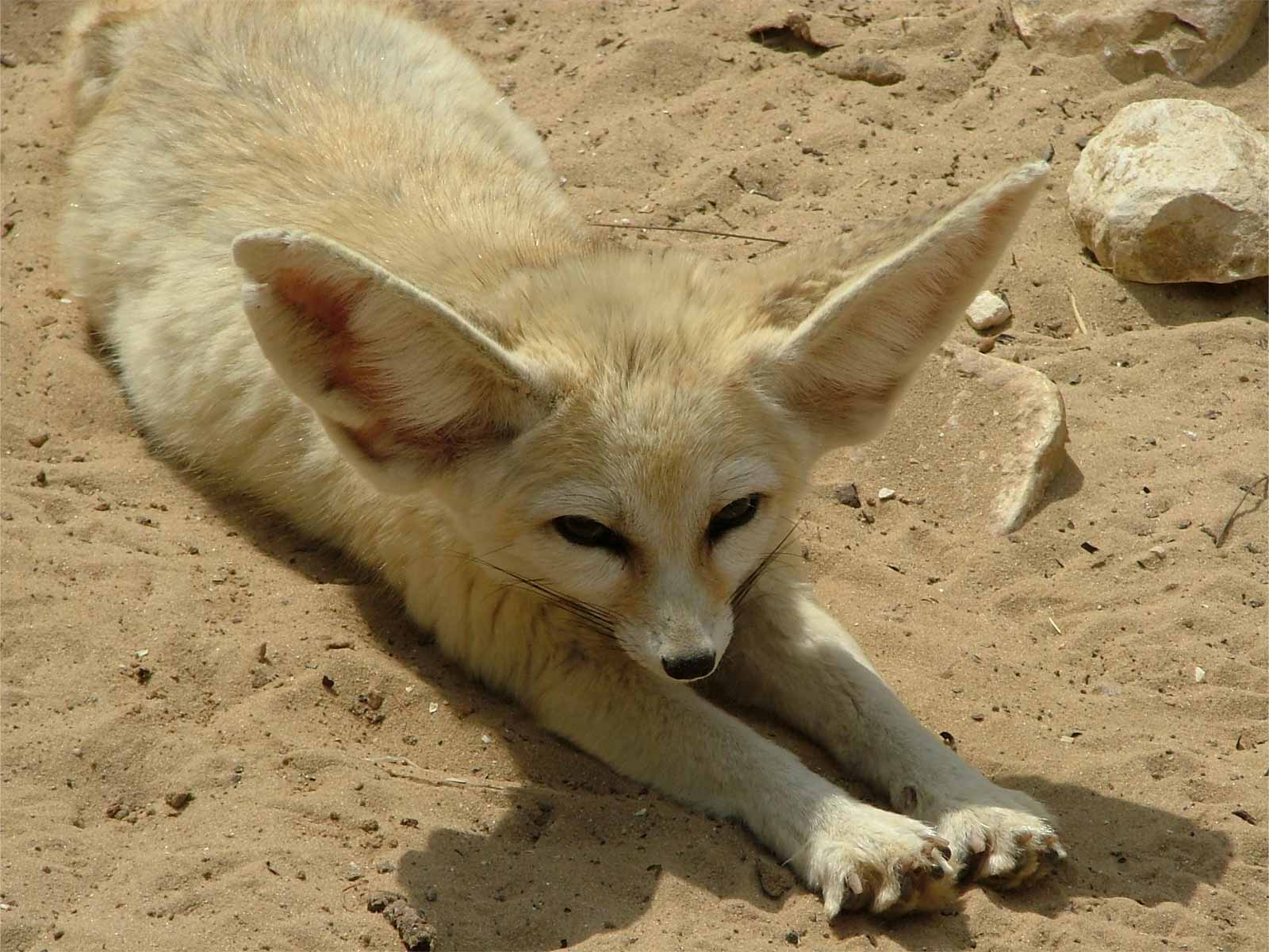 1600x1200 Wallpaper Foxes Fennec fox Animals