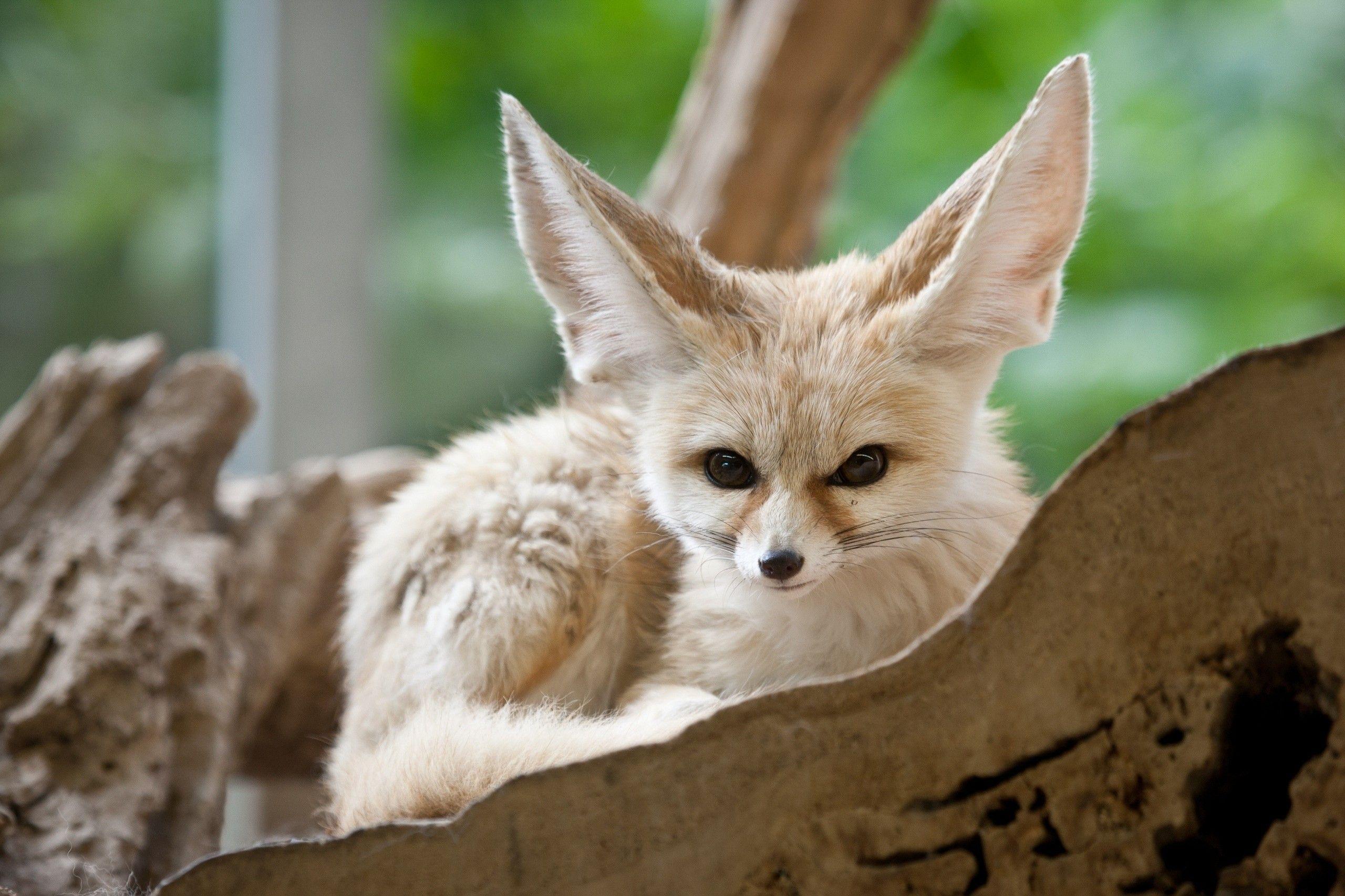 2560x1706 Fennec Fox Desktop Wallpaper 27788