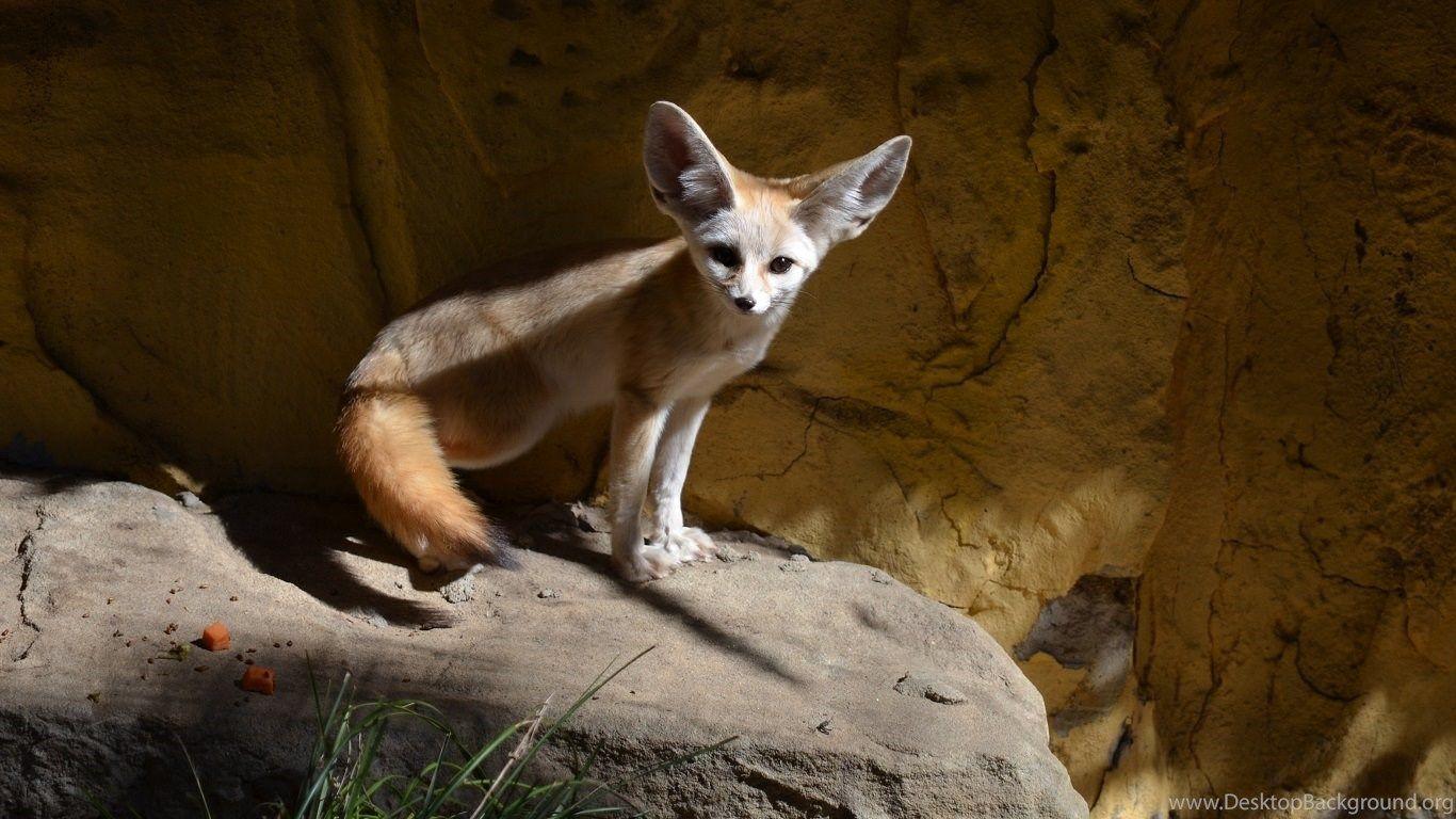 1366x768 Fennec Fox HD Wallpaper Download Animal HD Wallpaper, Image