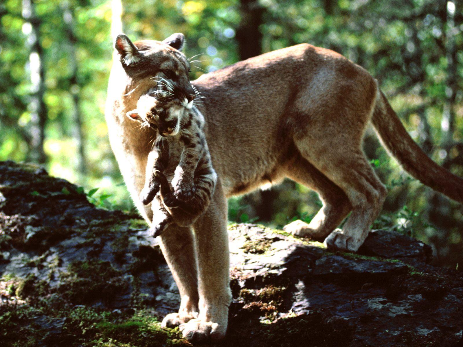 1600x1200 Animals In The Forest Cute Little Cougar With Mother Cougar Picture
