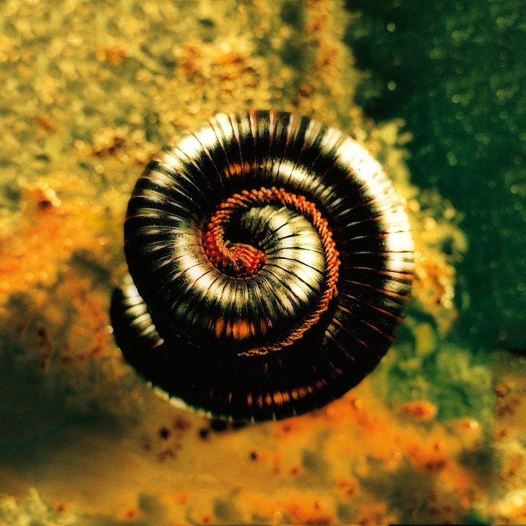 1024x1024 Nine Inch Nails Closer To God iPad retina wallpaper 204