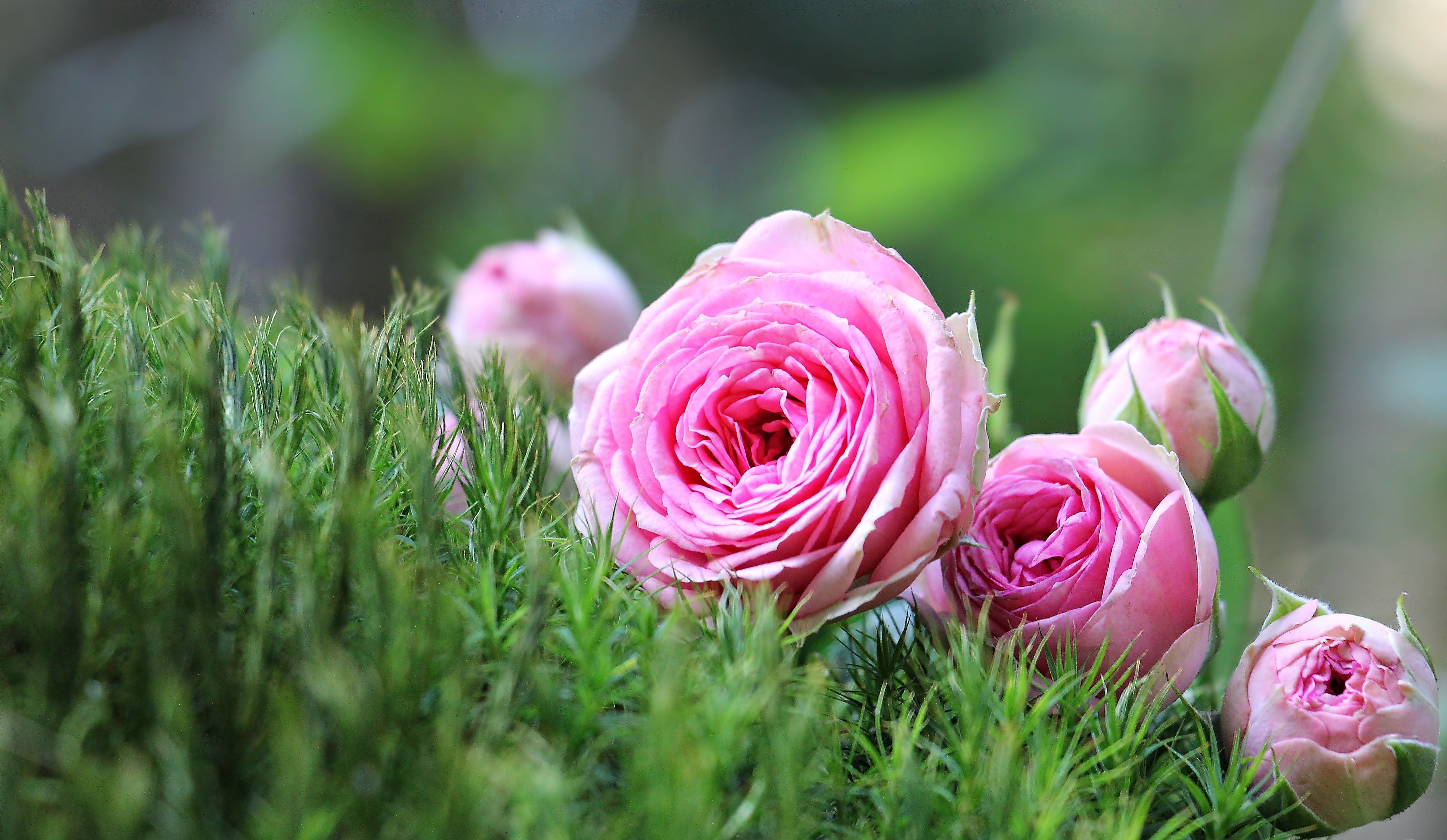 4895x2842 Full HD Wallpaper Photo, Download The BEST Free Full HD Wallpaper & HD Image