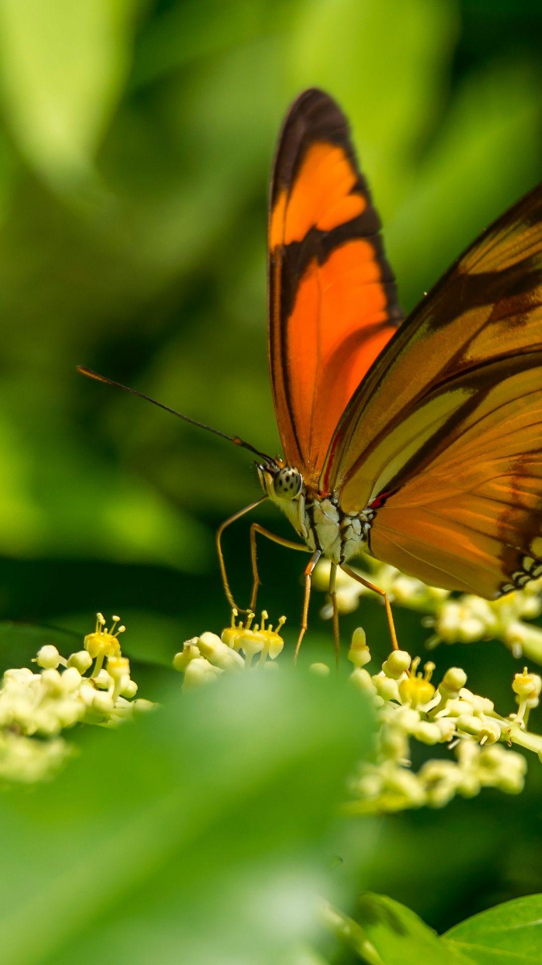 Butterfly iPhone Wallpapers - Top Free Butterfly iPhone Backgrounds