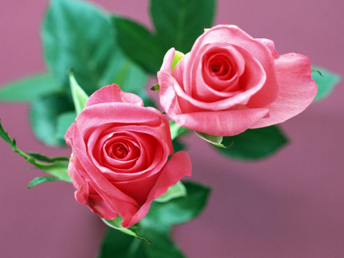 1152x864 Rose Flowers Wallpaper HD Wallpaper