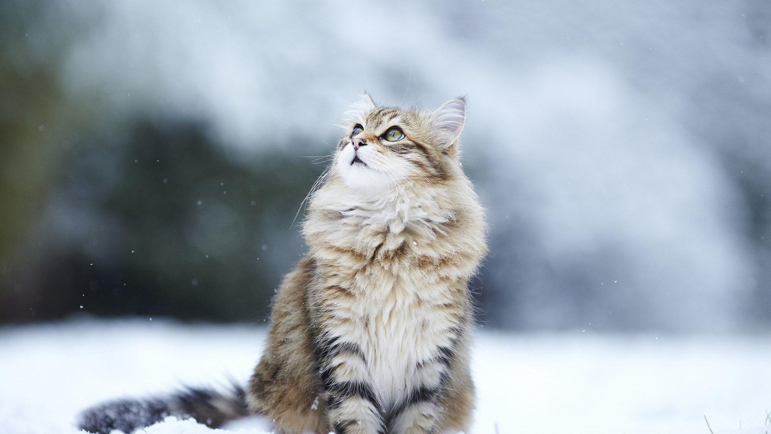 2560x1440 Fluffy Cats Wallpaper