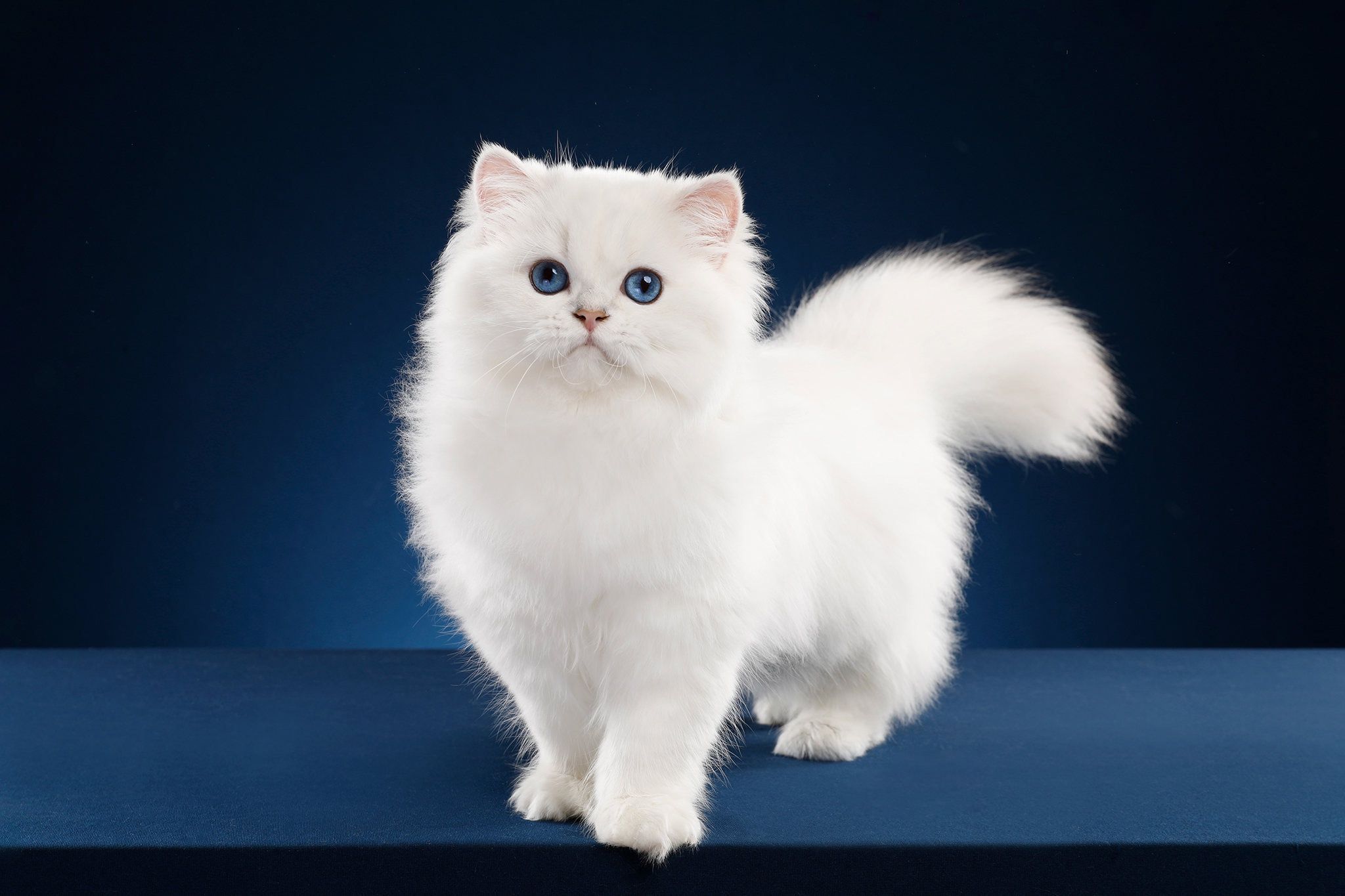 2048x1365 White fluffy cat