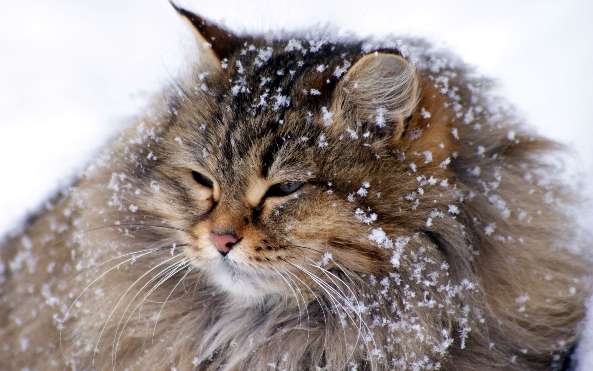 1920x1200 Fluffy Cat In The Snow / Good
