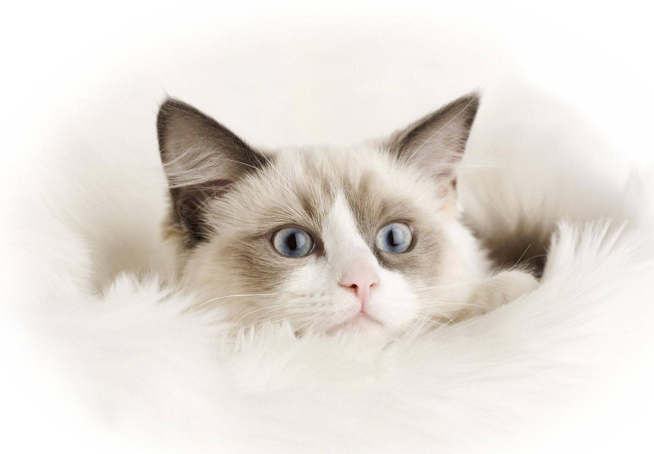 2133x1480 Ragdoll Wallpaper