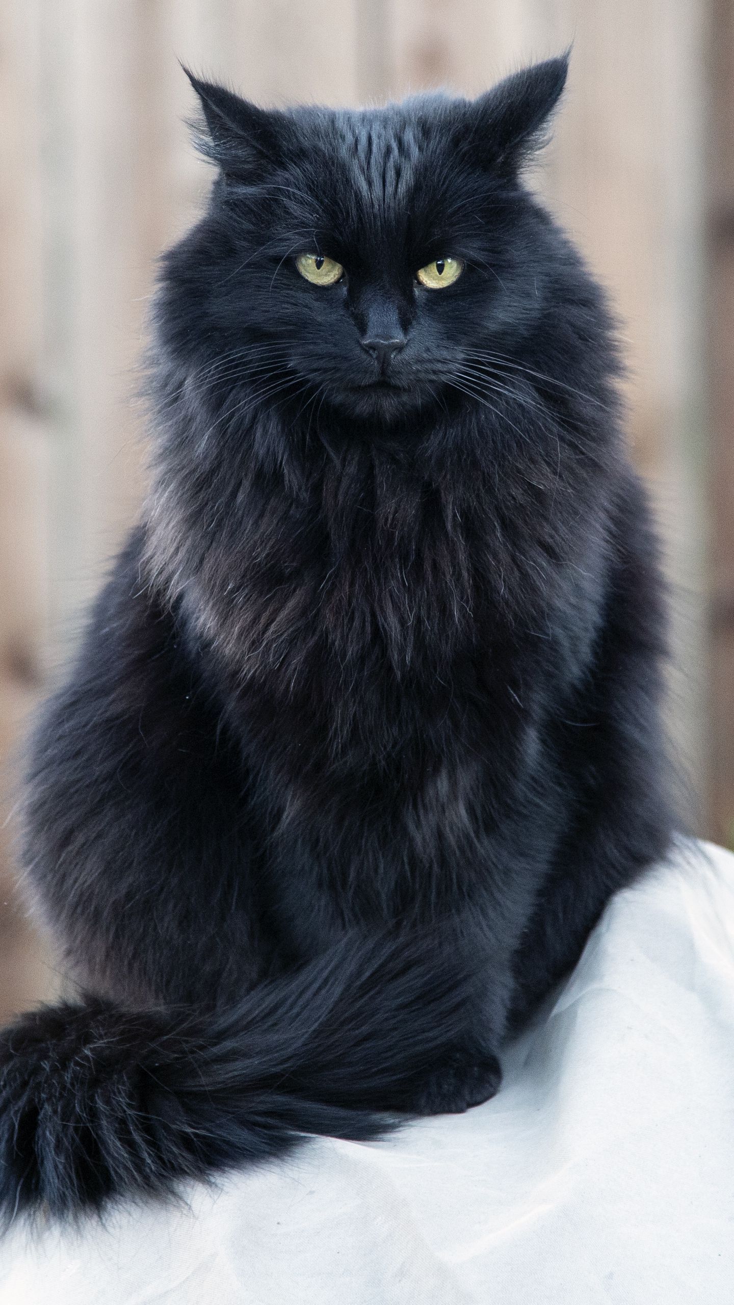 1440x2560 Download wallpaper 1440x2560 cat, black cat, fluffy, sight, angry qhd samsung galaxy s s edge, note, lg g4 HD background